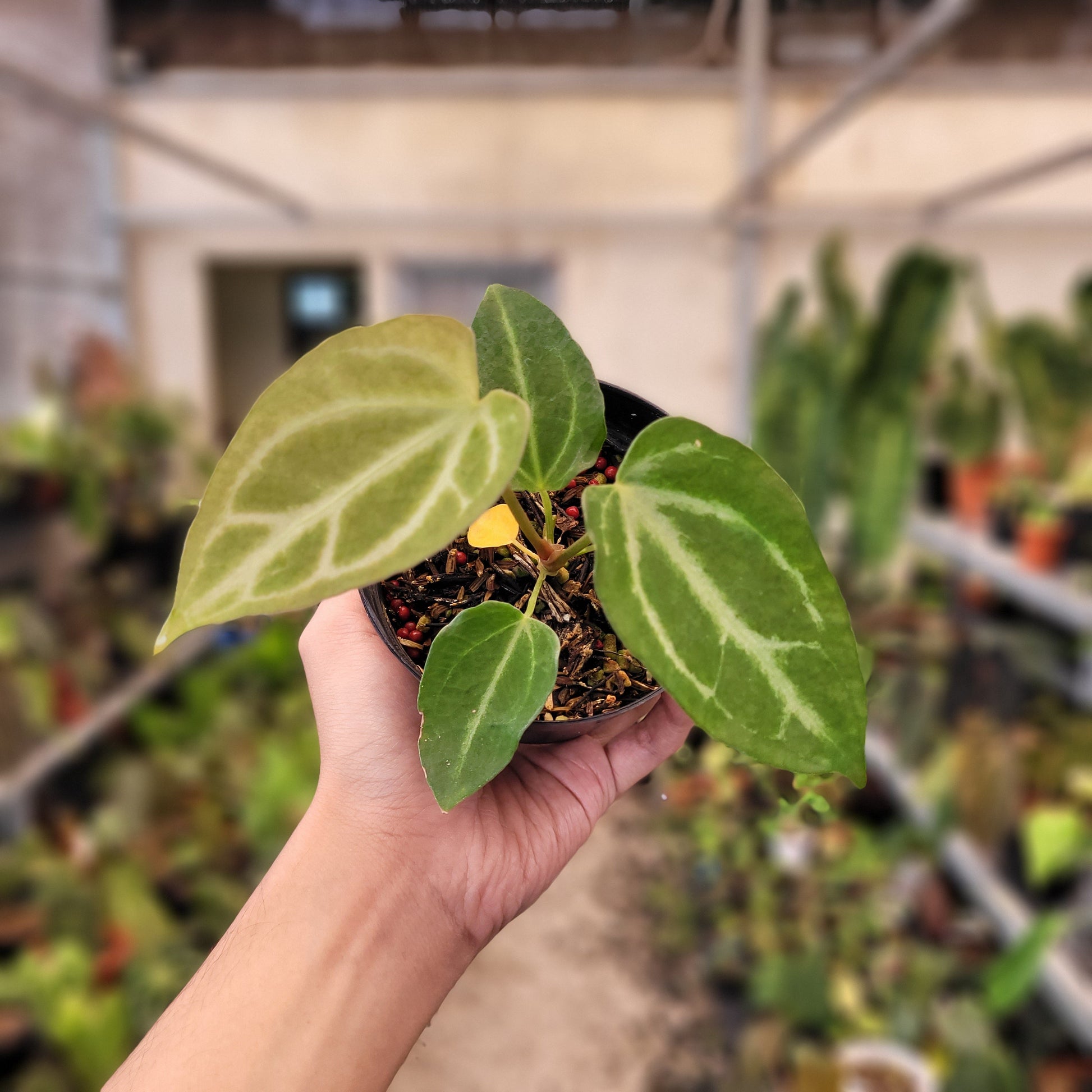 Anthurium Fairchild — rare Indonesian plant