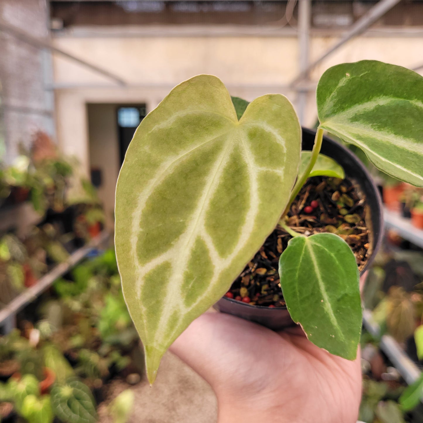 Anthurium Fairchild — photo 2