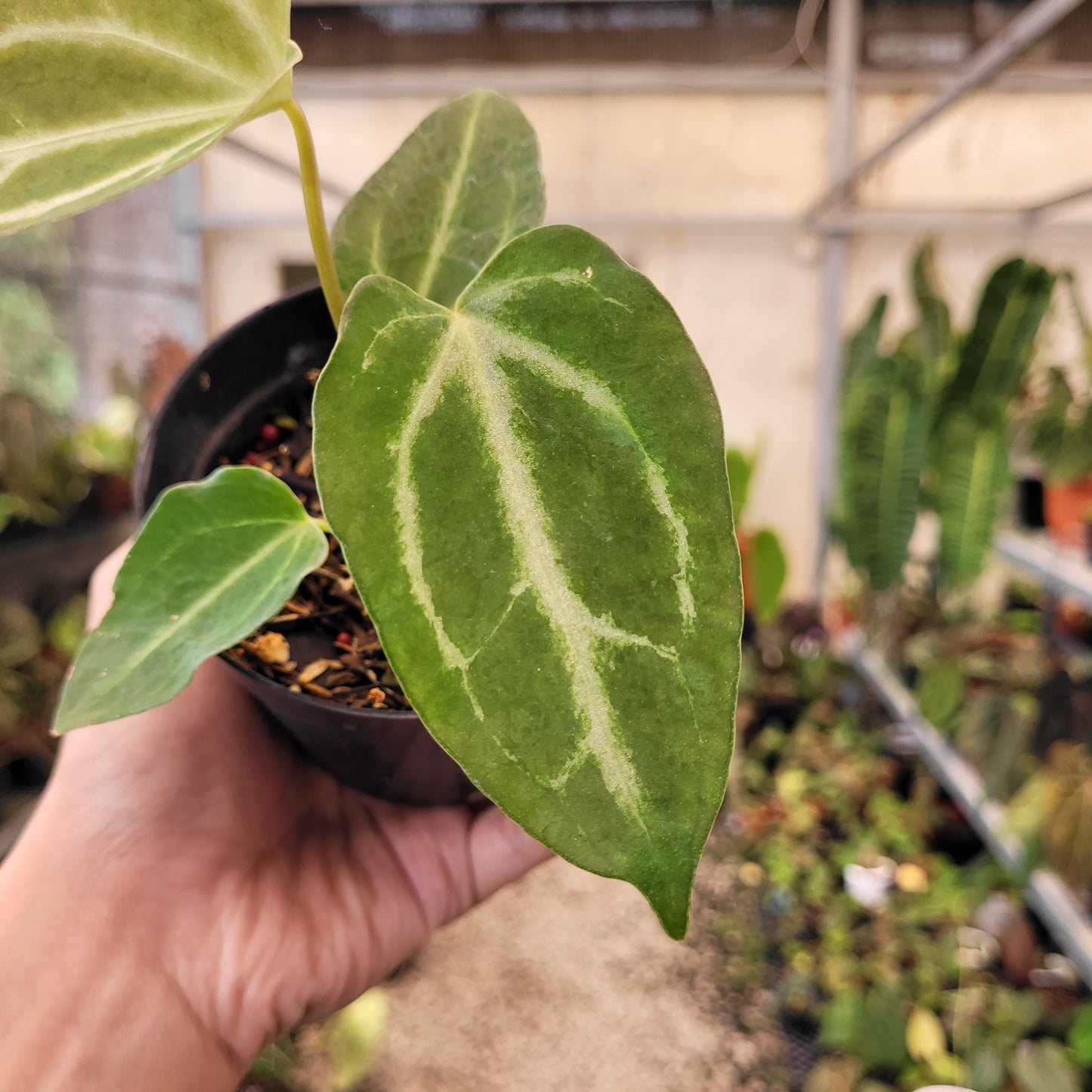 Anthurium Fairchild — photo 3