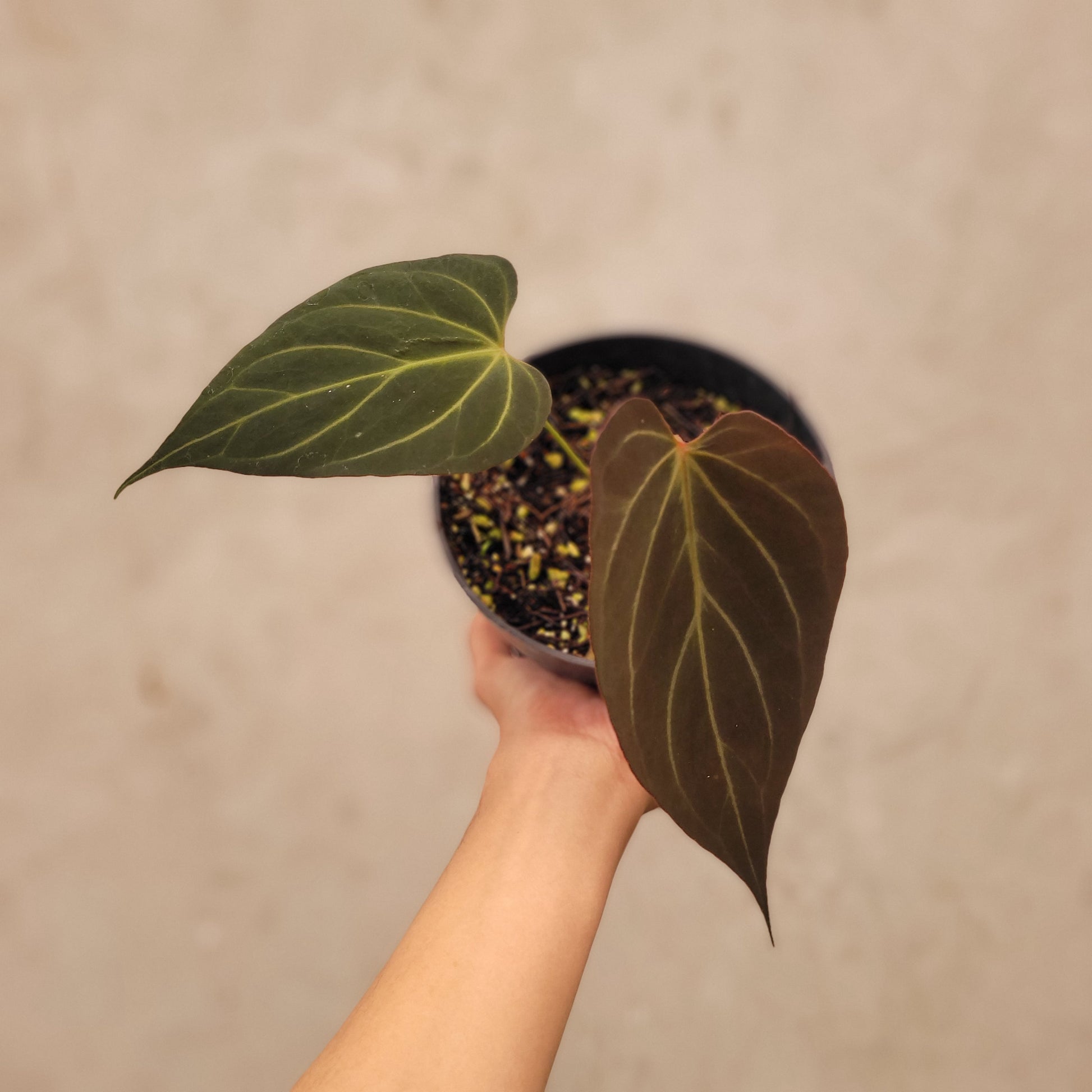 Anthurium Papillilaminum Noid - Indonesian Rare Plants