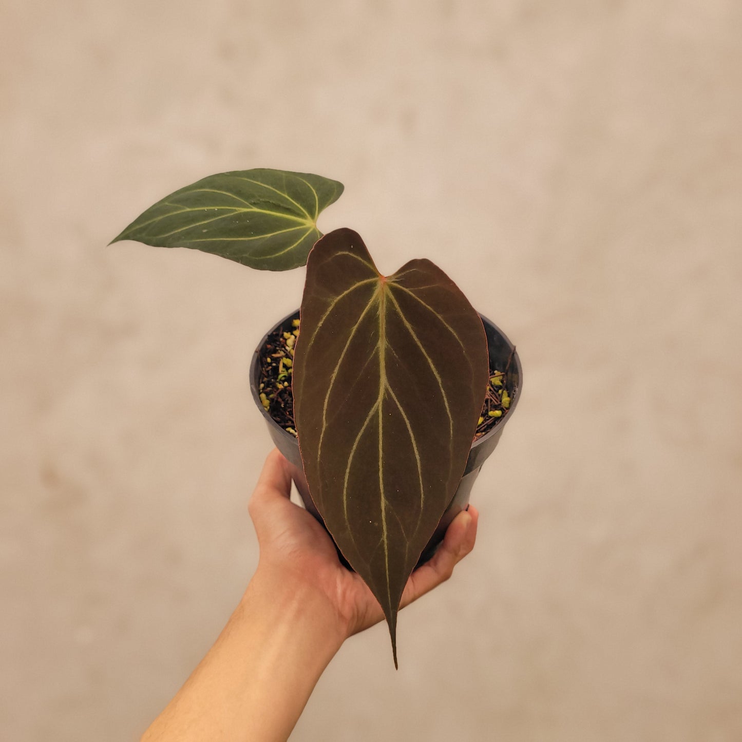Anthurium Papillilaminum Noid