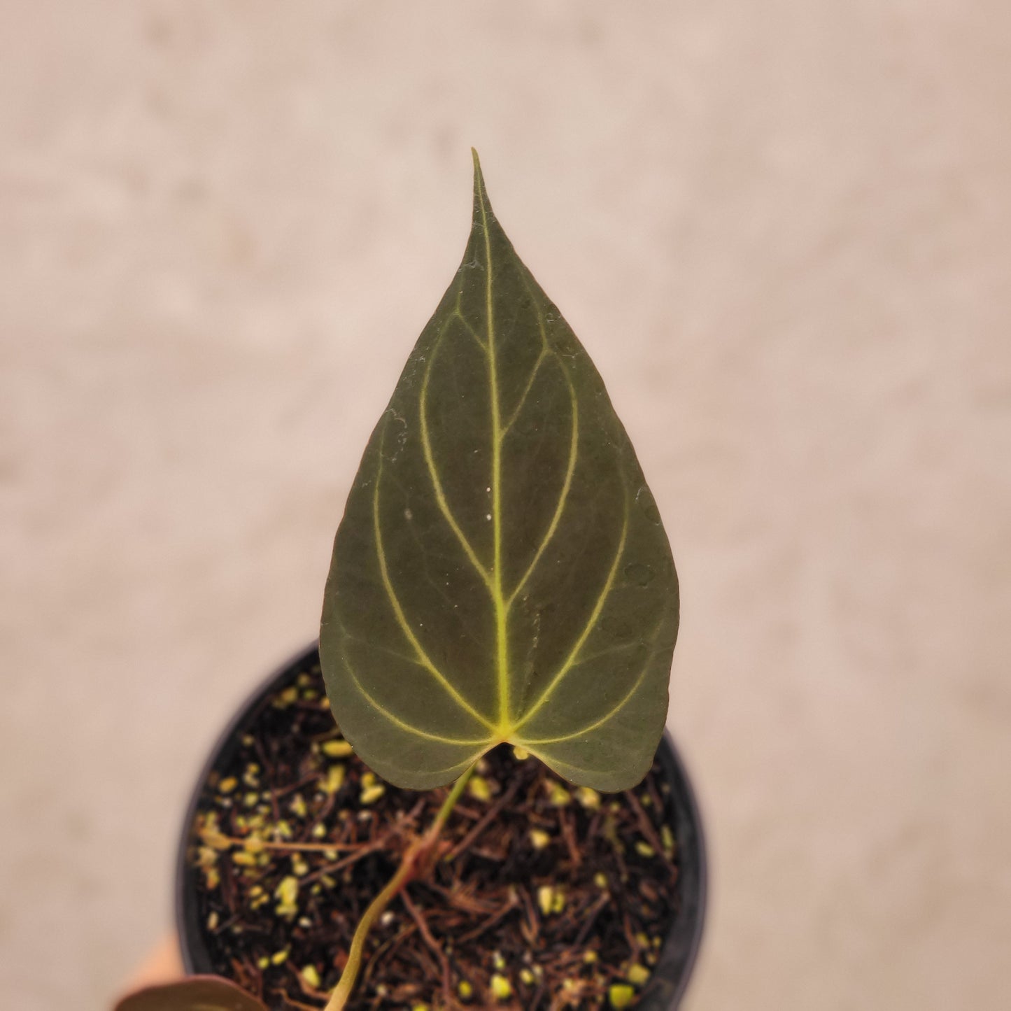 Anthurium Papillilaminum Noid