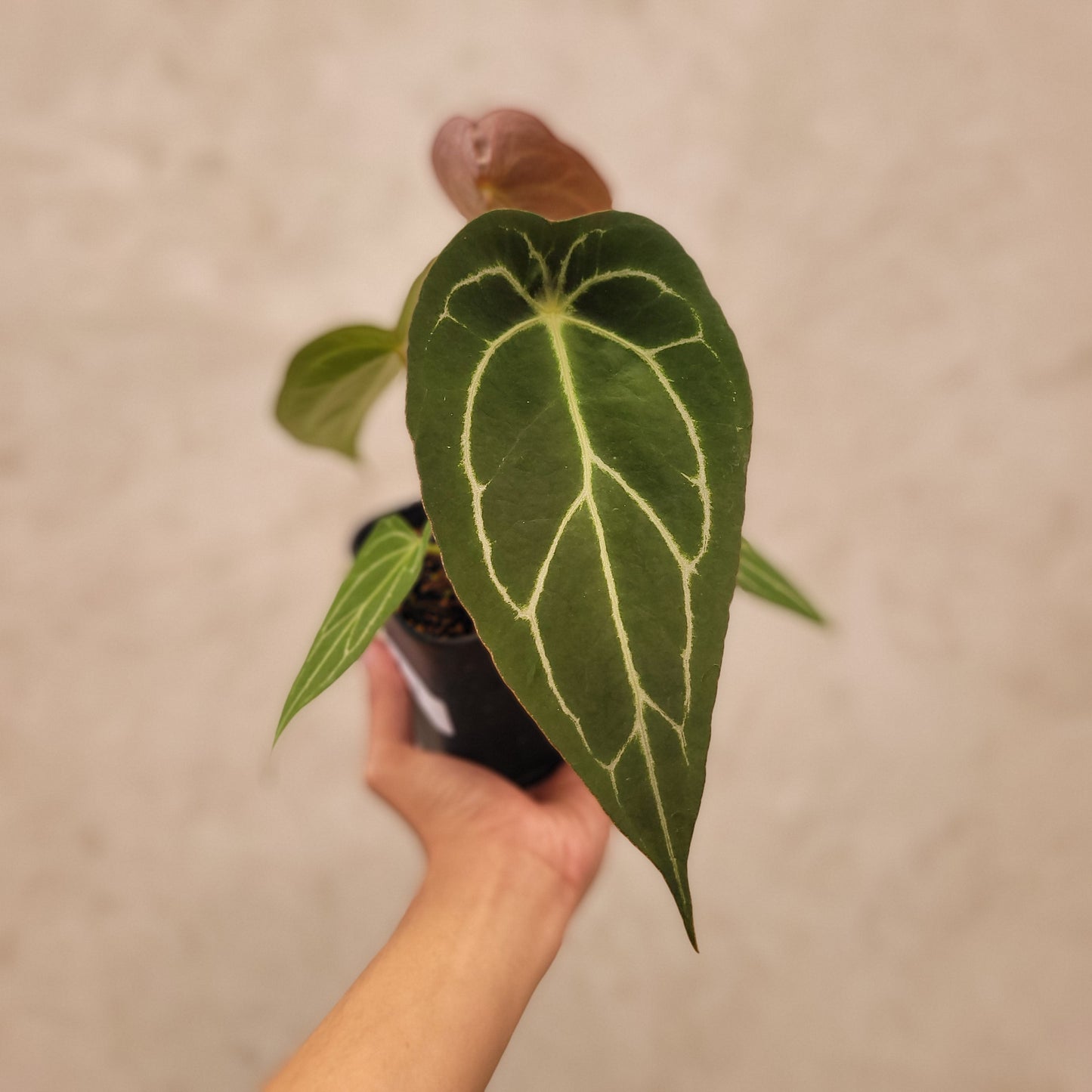 Anthurium Forgetii Narrow Form