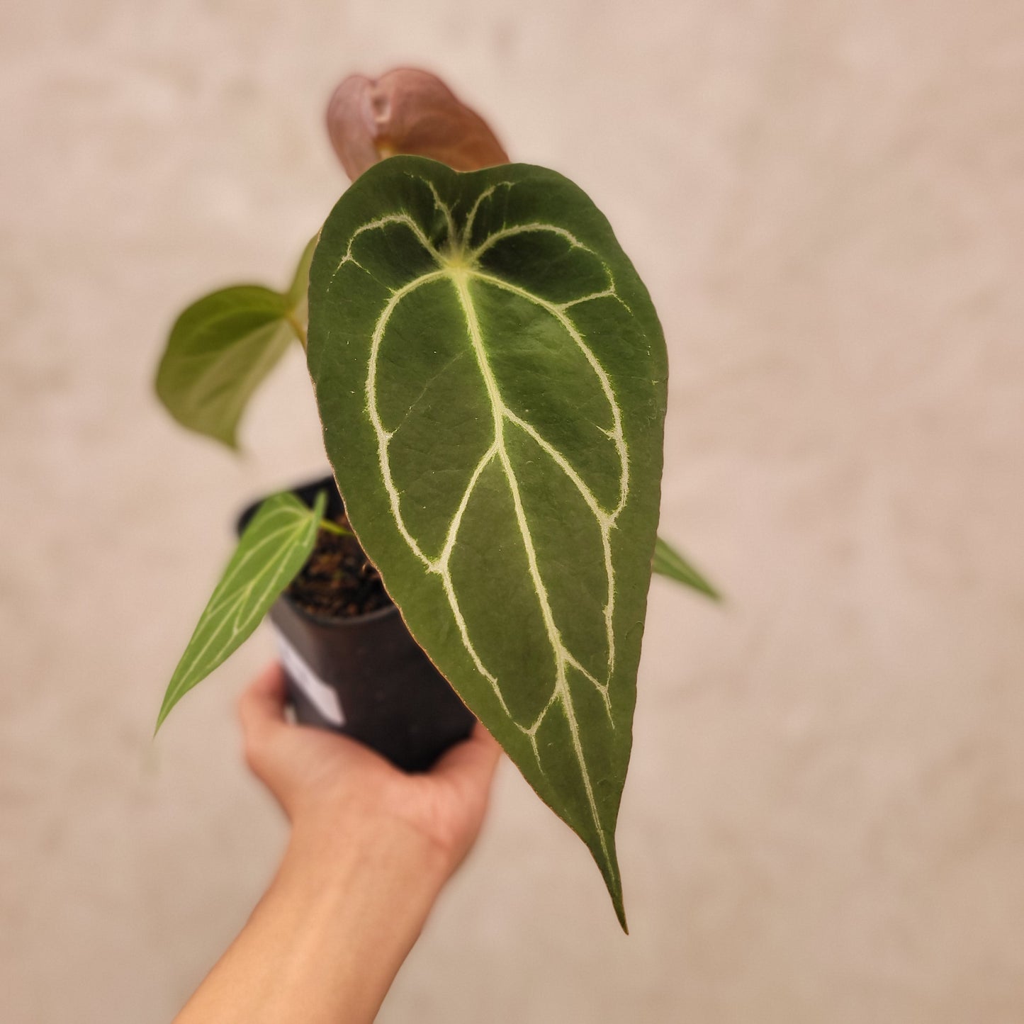 Anthurium Forgetii Narrow Form - Indonesian Rare Plants