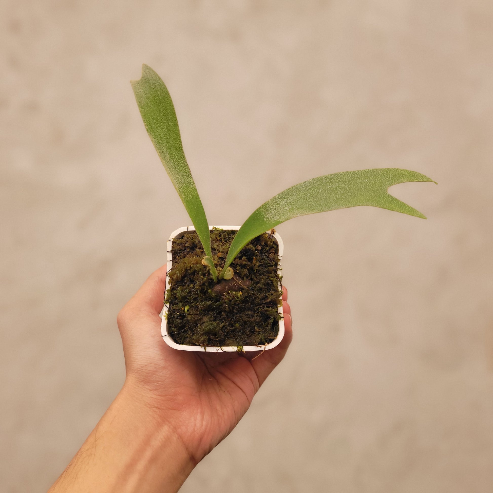 Platycerium Nami - Indonesian Rare Plants