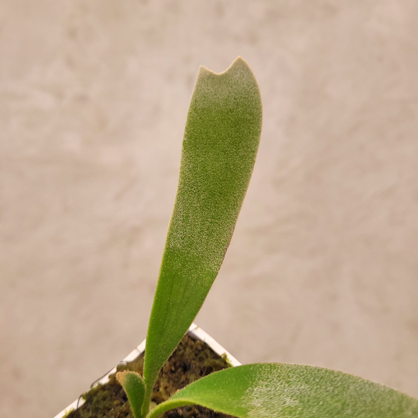 Platycerium Nami