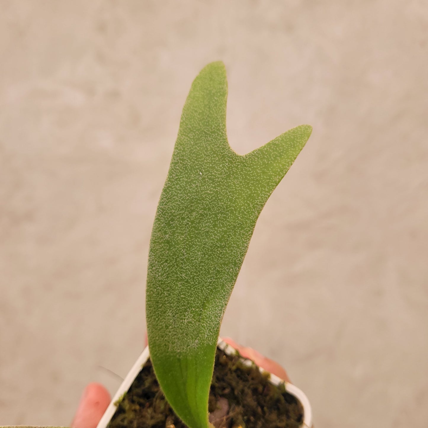 Platycerium Nami