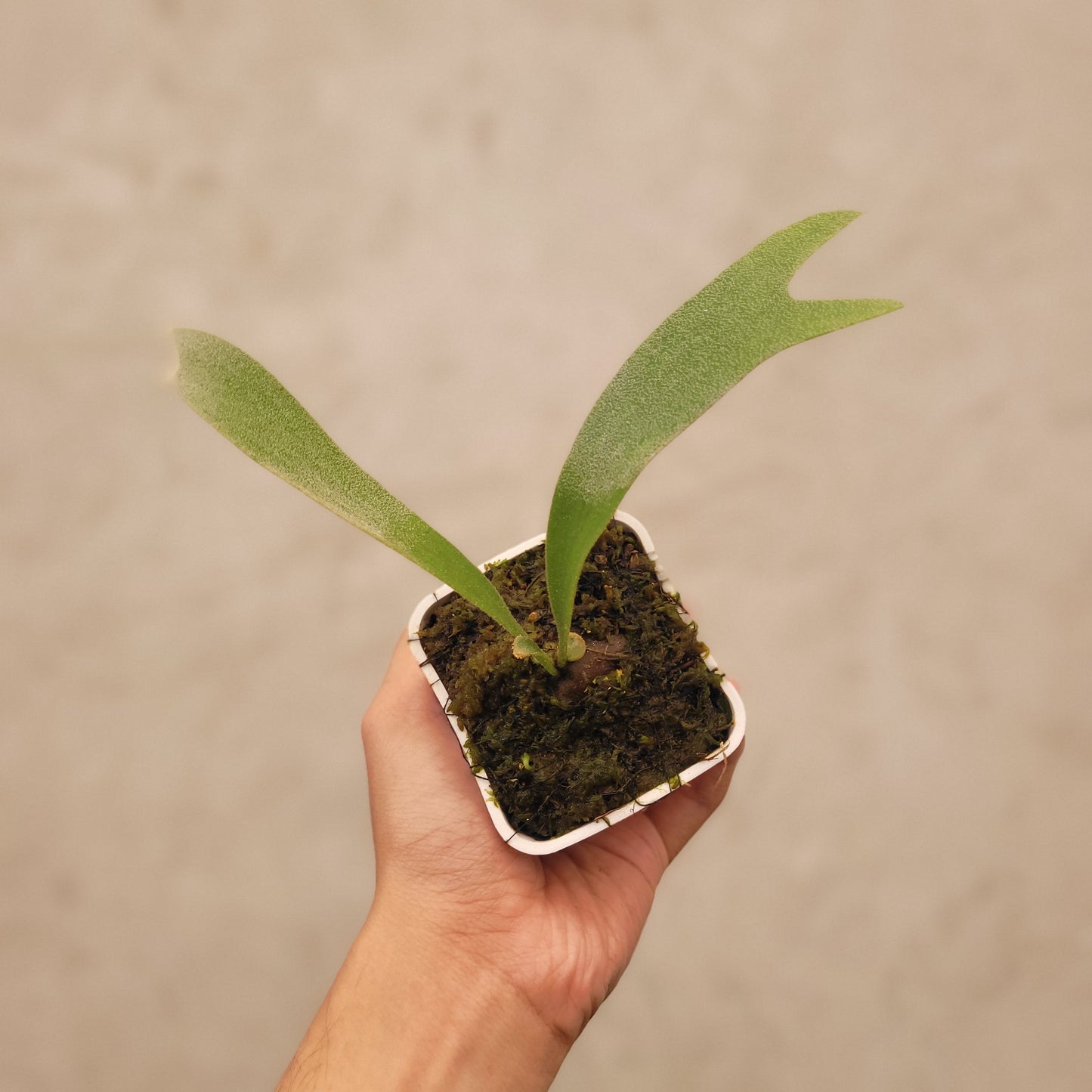 Platycerium Nami