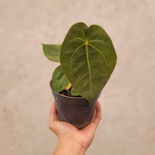 Anthurium Luxurians Indo Type x Dorayaki Variegated - Indonesian Rare Plants