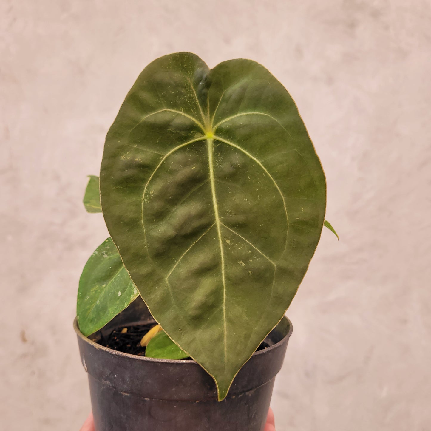 Anthurium Luxurians Indo Type x Dorayaki Variegated