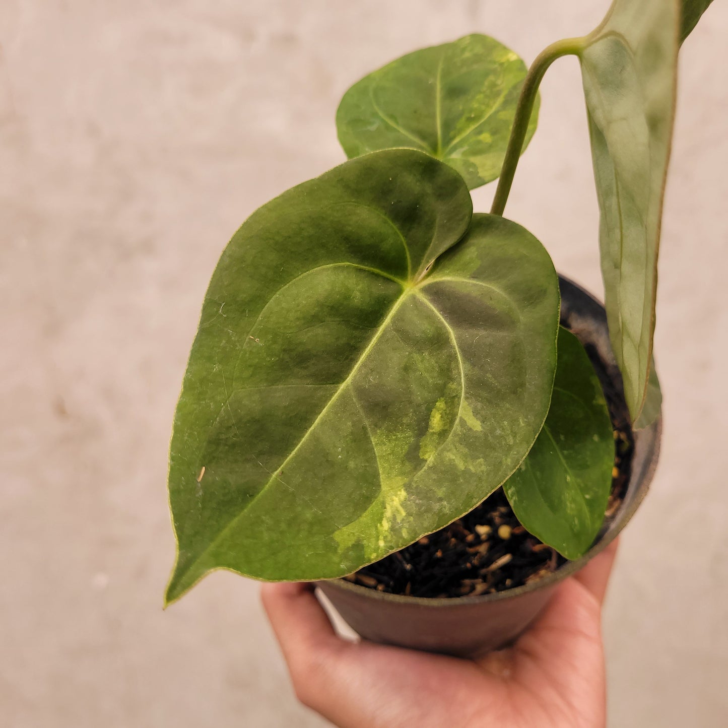 Anthurium Luxurians Indo Type x Dorayaki Variegated