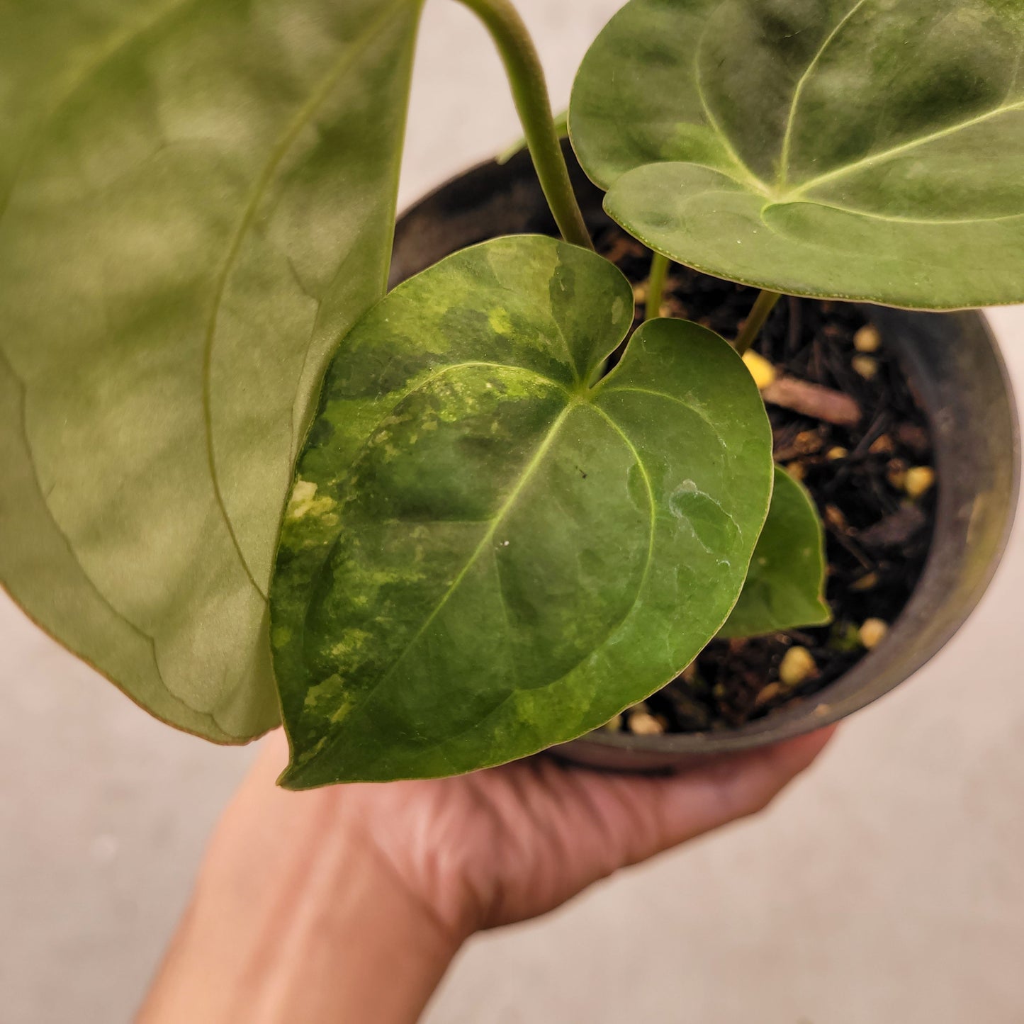 Anthurium Luxurians Indo Type x Dorayaki Variegated