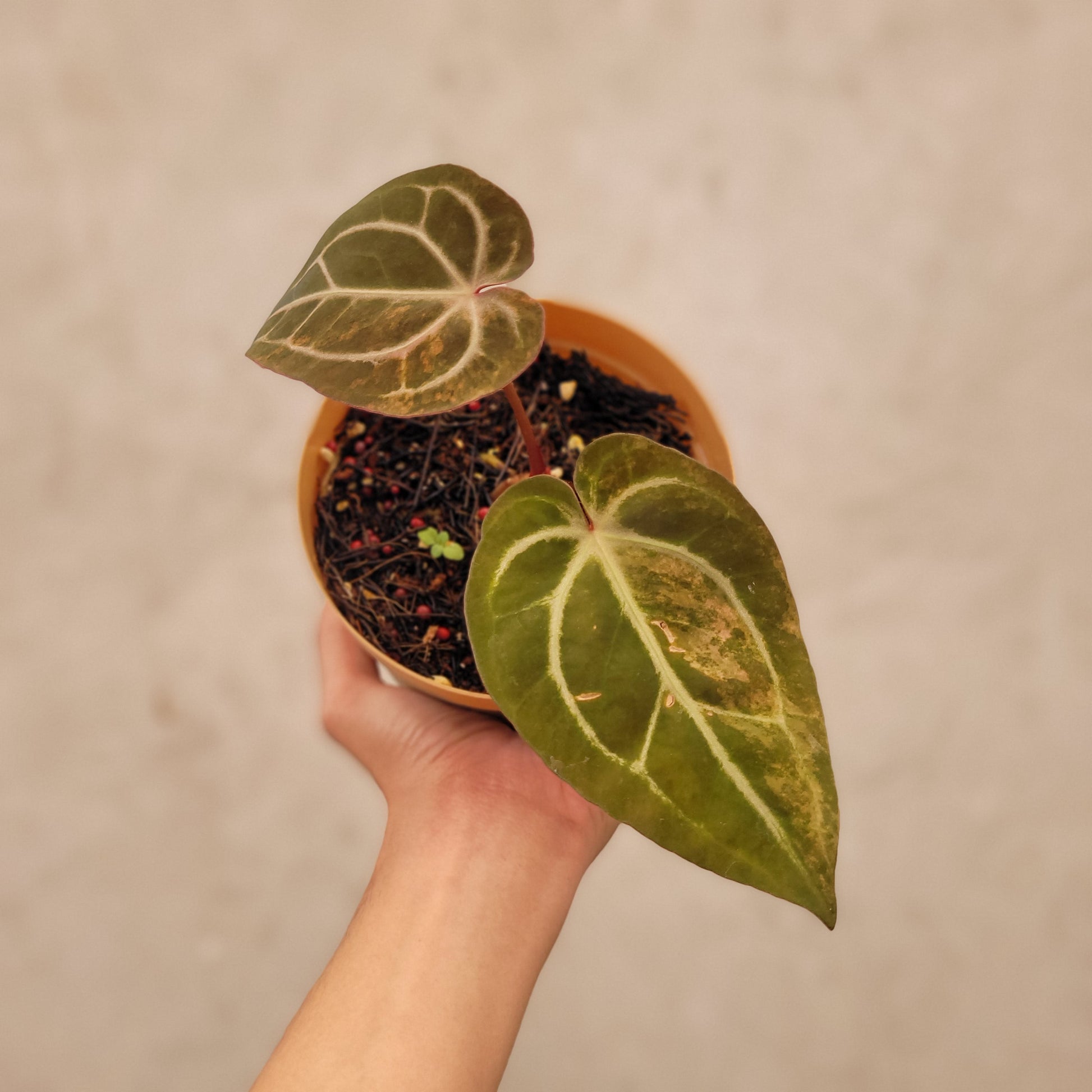 Anthurium Papillilaminum Pink Variegated x Red Crystal Michelle - Indonesian Rare Plants