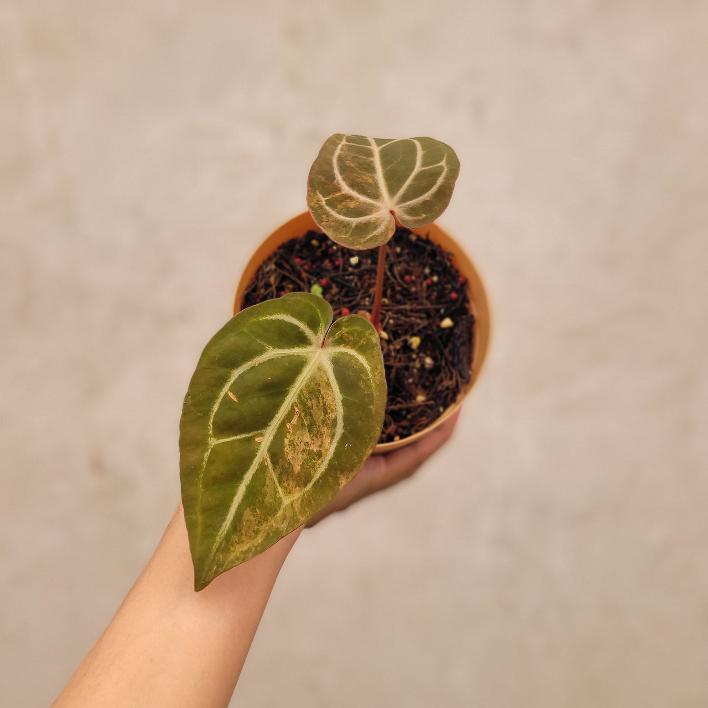 Anthurium Papillilaminum Pink Variegated x Red Crystal Michelle