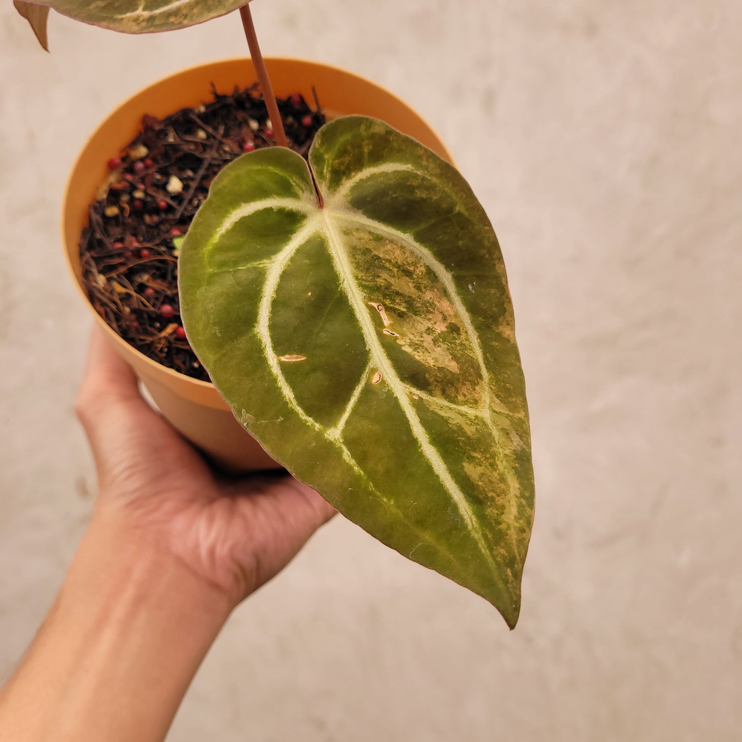 Anthurium Papillilaminum Pink Variegated x Red Crystal Michelle