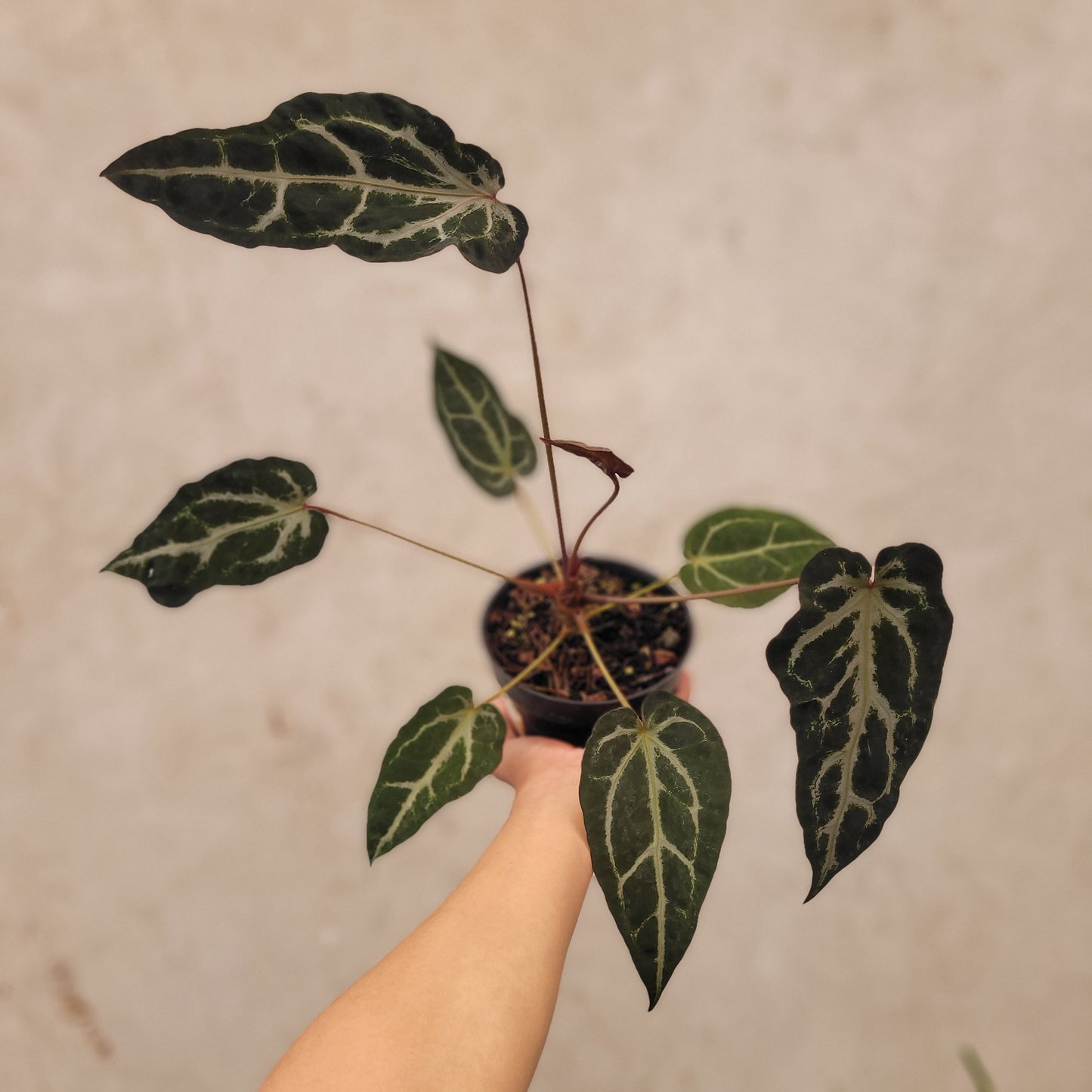 Anthurium BVIT x Zara Michelle Mutation - Indonesian Rare Plants