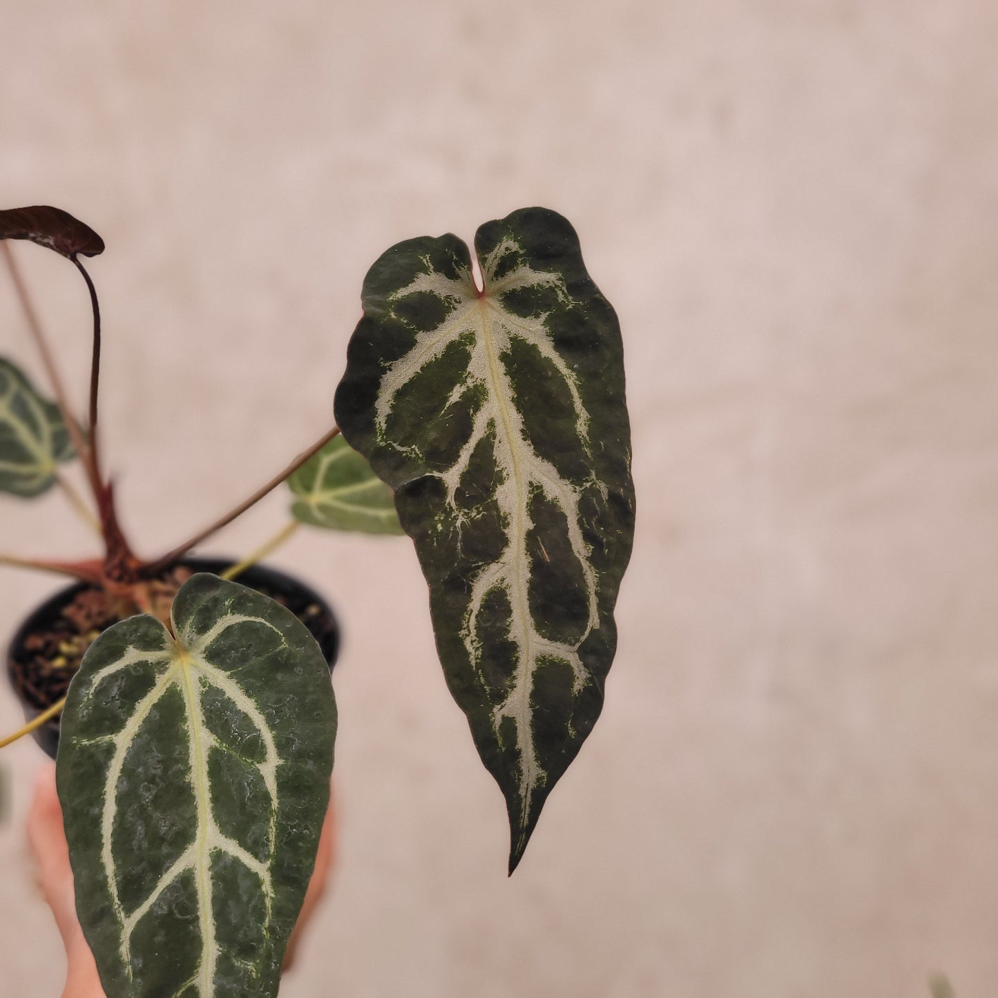 Anthurium BVIT x Zara Michelle Mutation