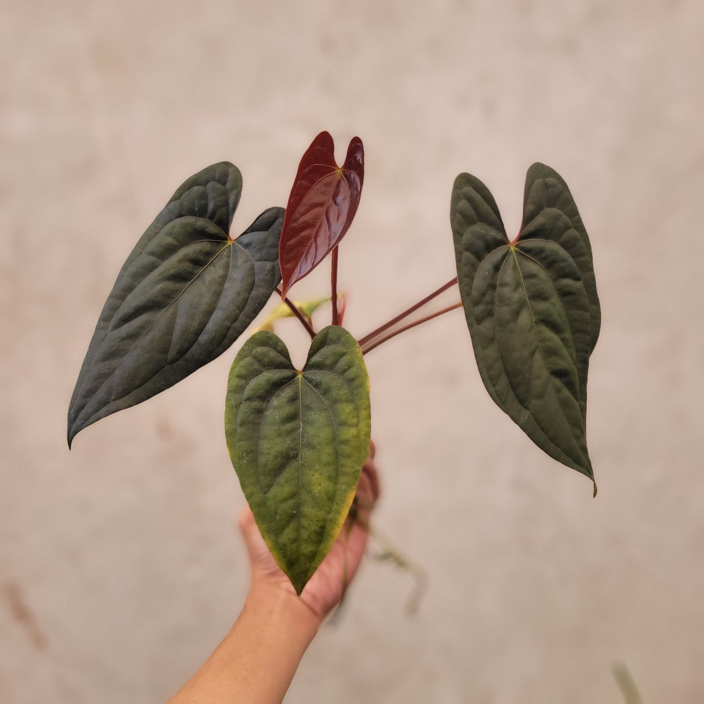 Anthurium Fort Sherman x Luxurians - Indonesian Rare Plants