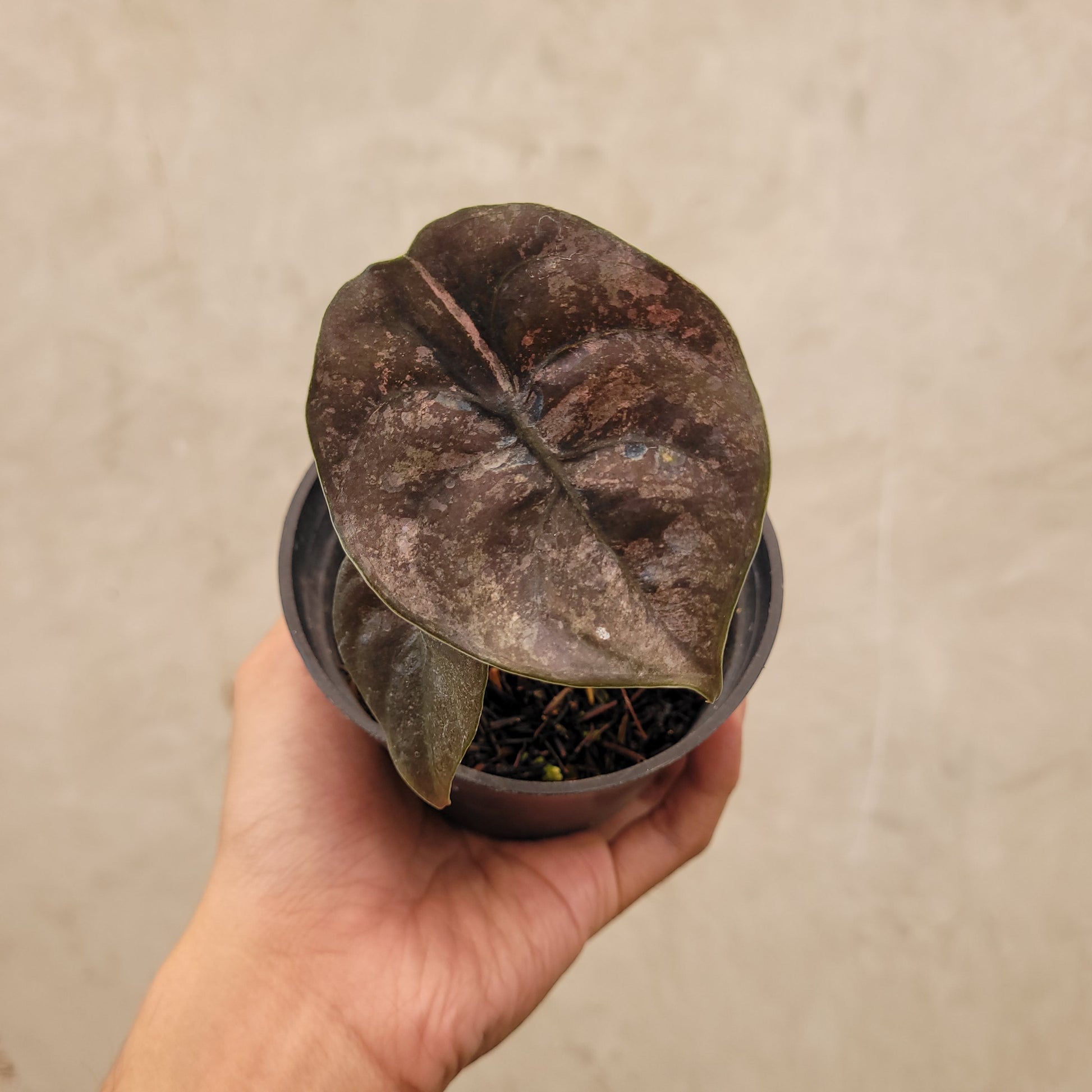 Alocasia Cuprea Pink Mint - Indonesian Rare Plants