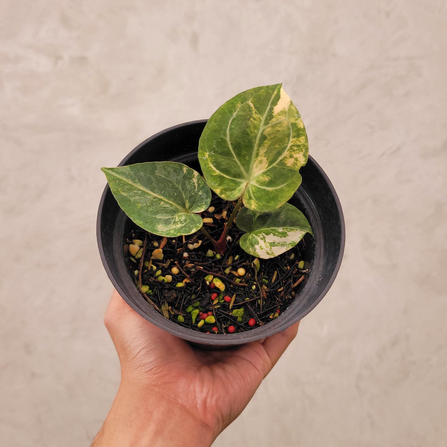 Anthurium Papillilaminum Hybrid x Luxurian Variegated - Indonesian Rare Plants