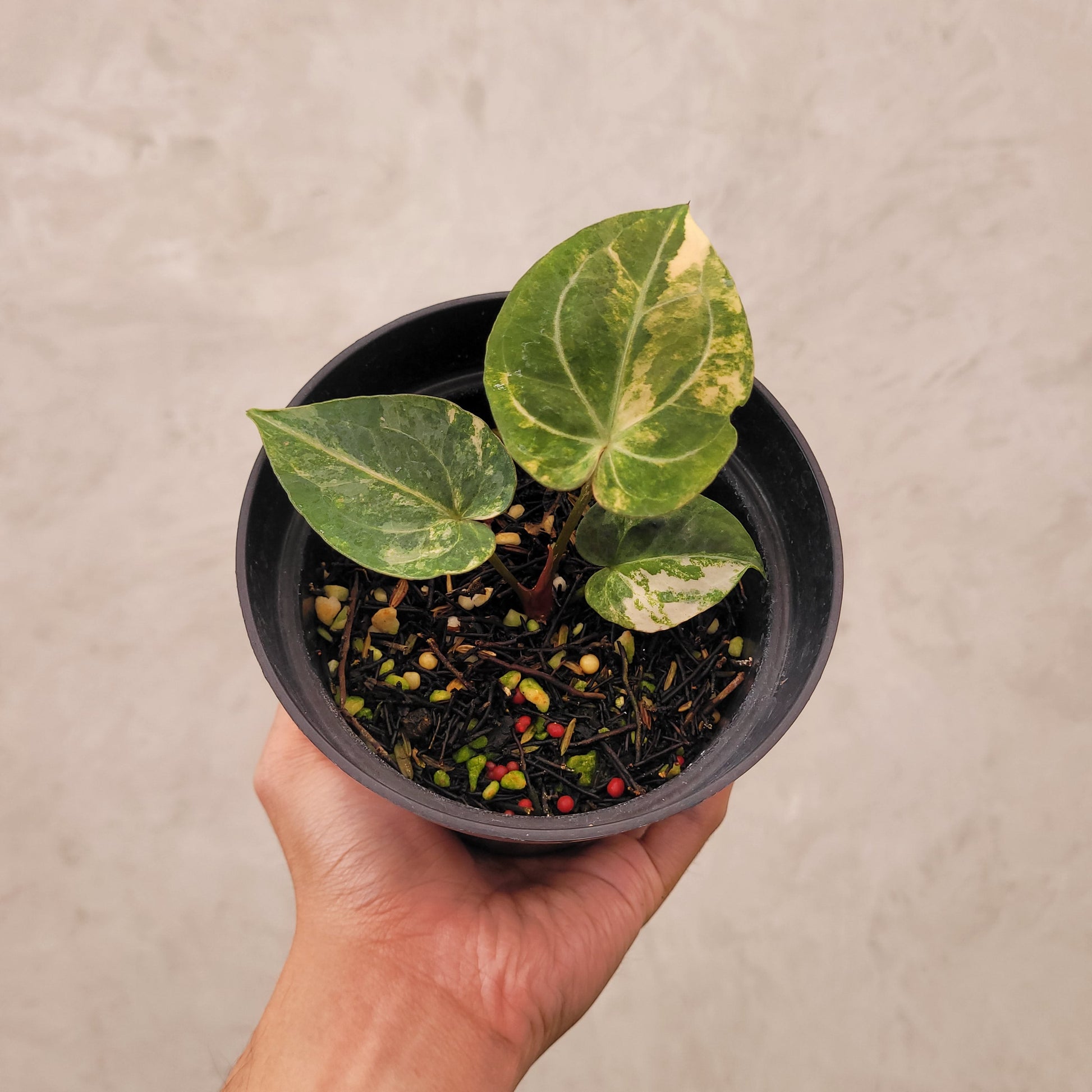 Anthurium Papillilaminum Hybrid x Luxurian Variegated - Indonesian Rare Plants