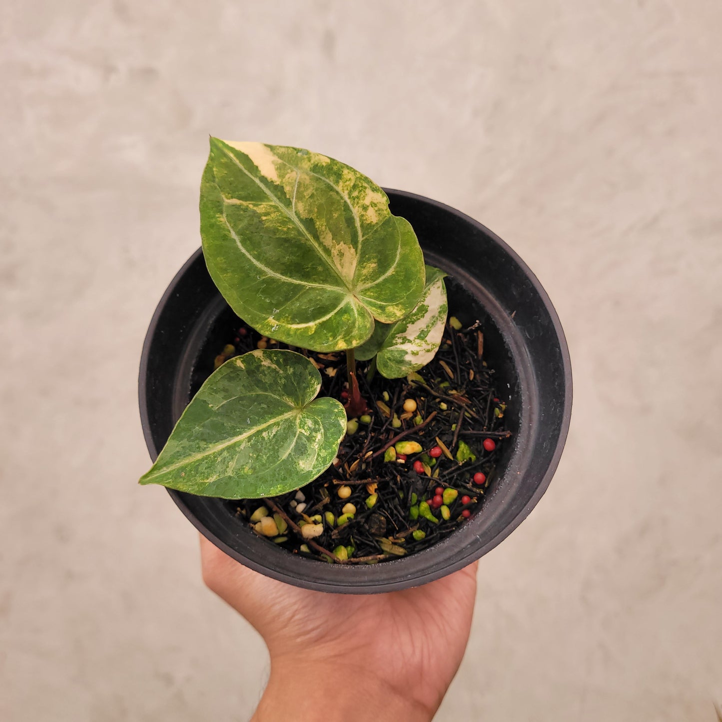 Anthurium Papillilaminum Hybrid x Luxurian Variegated