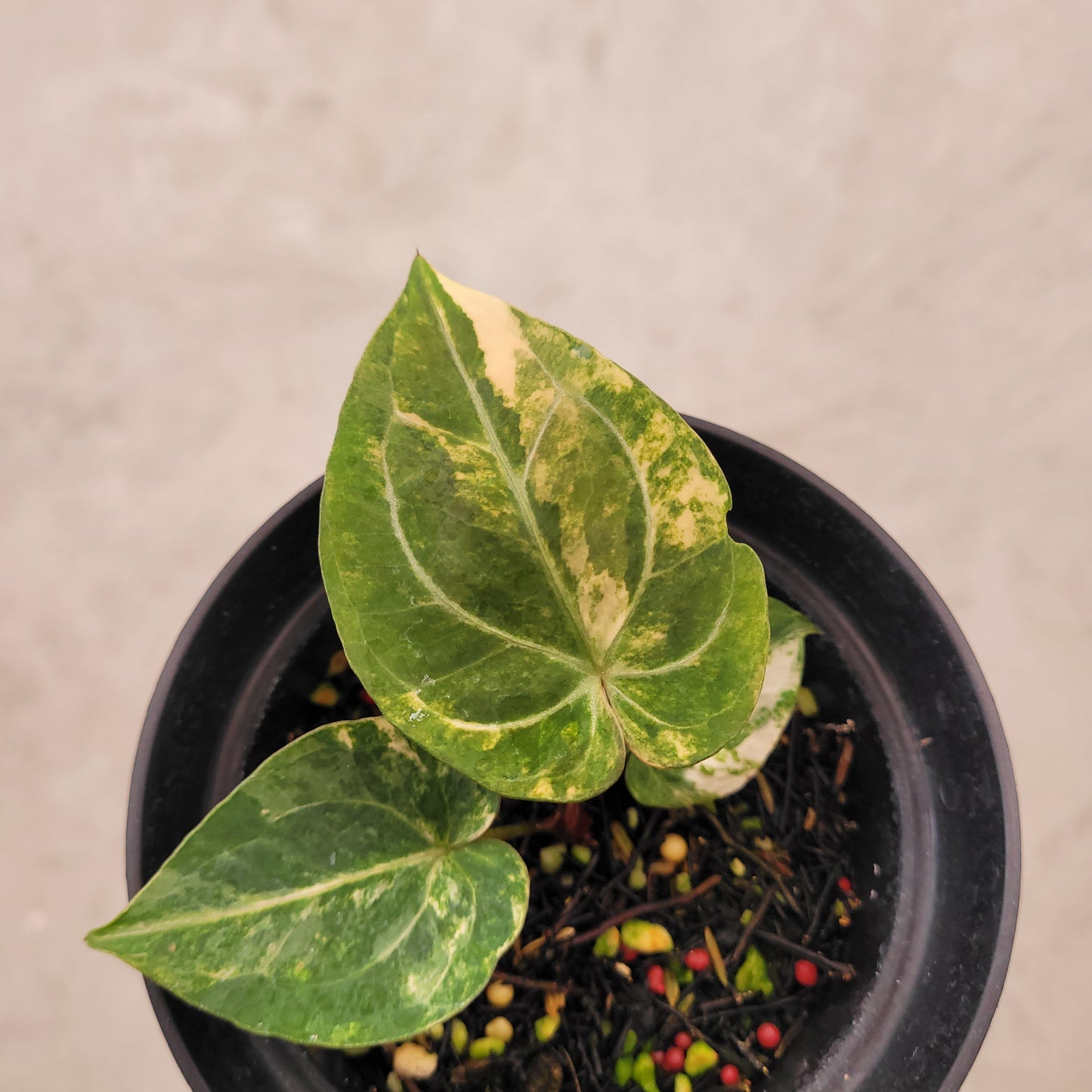 Anthurium Papillilaminum Hybrid x Luxurian Variegated