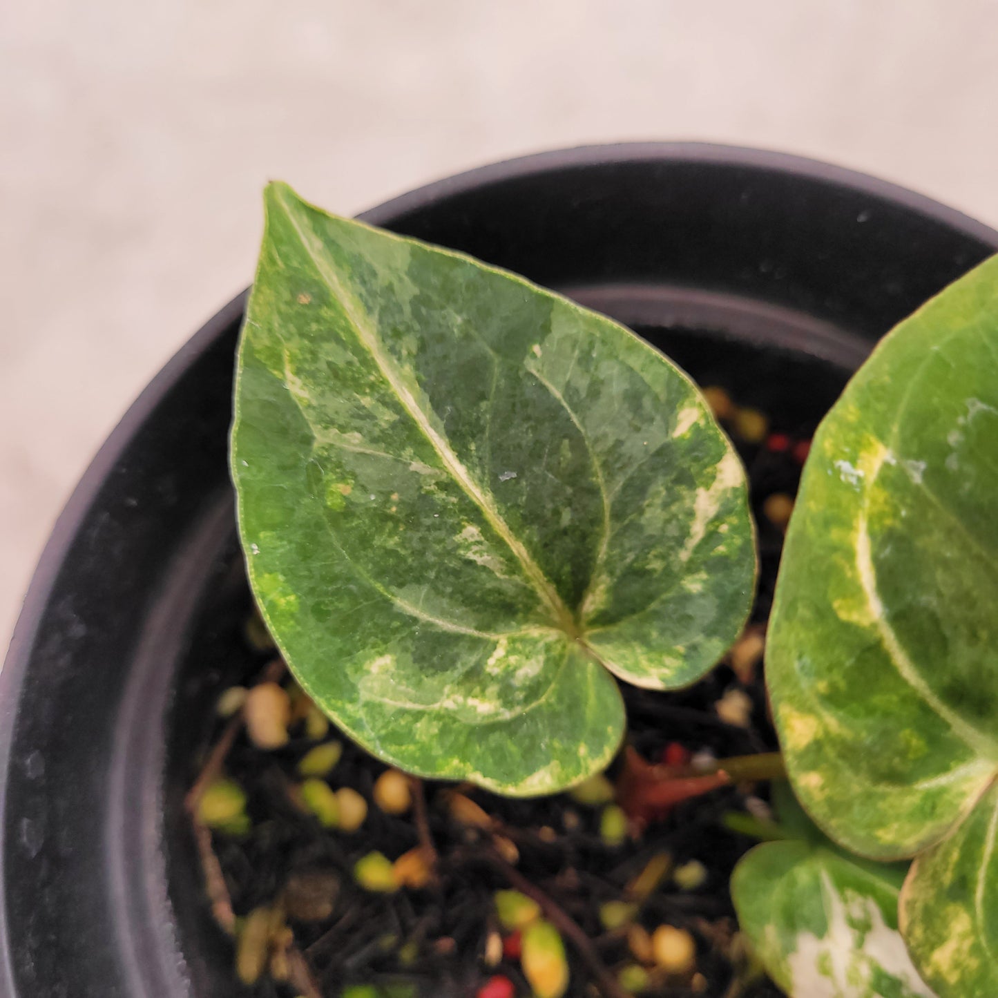 Anthurium Papillilaminum Hybrid x Luxurian Variegated
