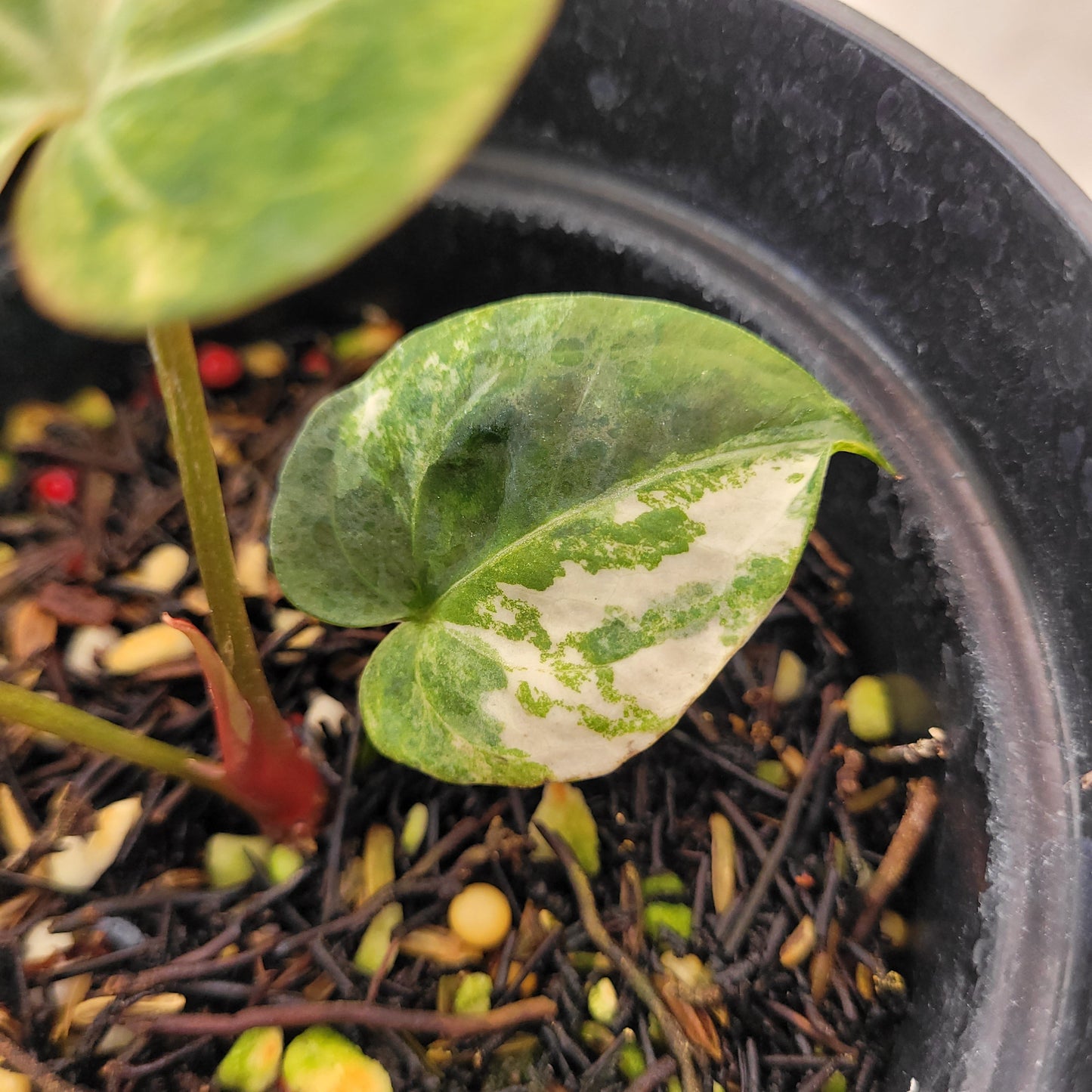 Anthurium Papillilaminum Hybrid x Luxurian Variegated