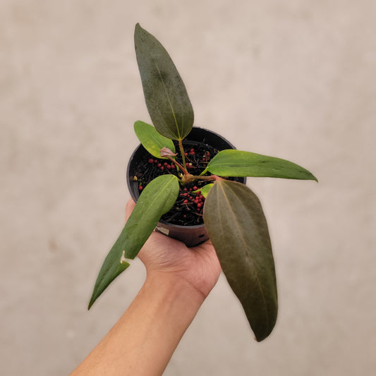 Anthurium Portillae xdf Seedling - Indonesian Rare Plants