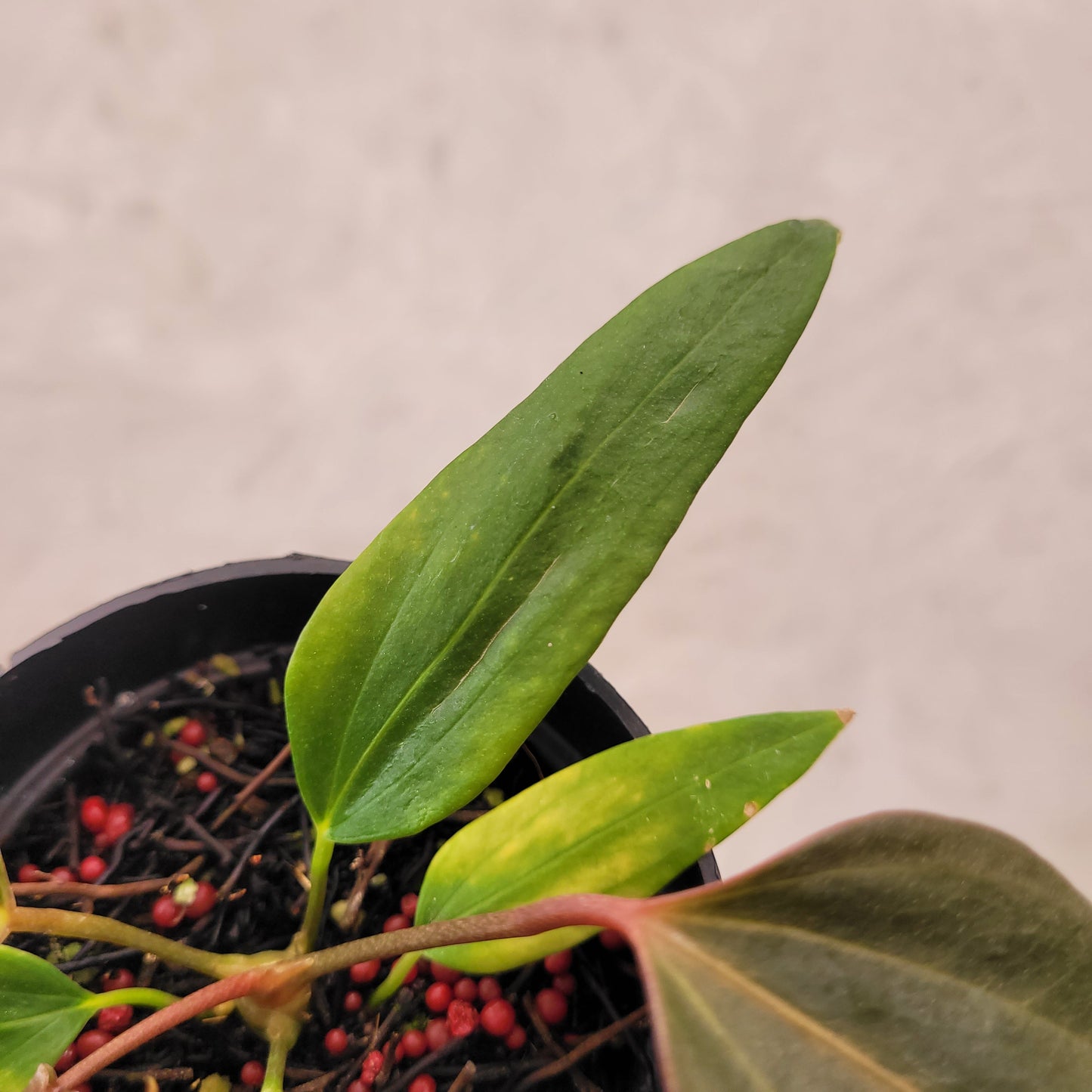 Anthurium Portillae xdf Seedling