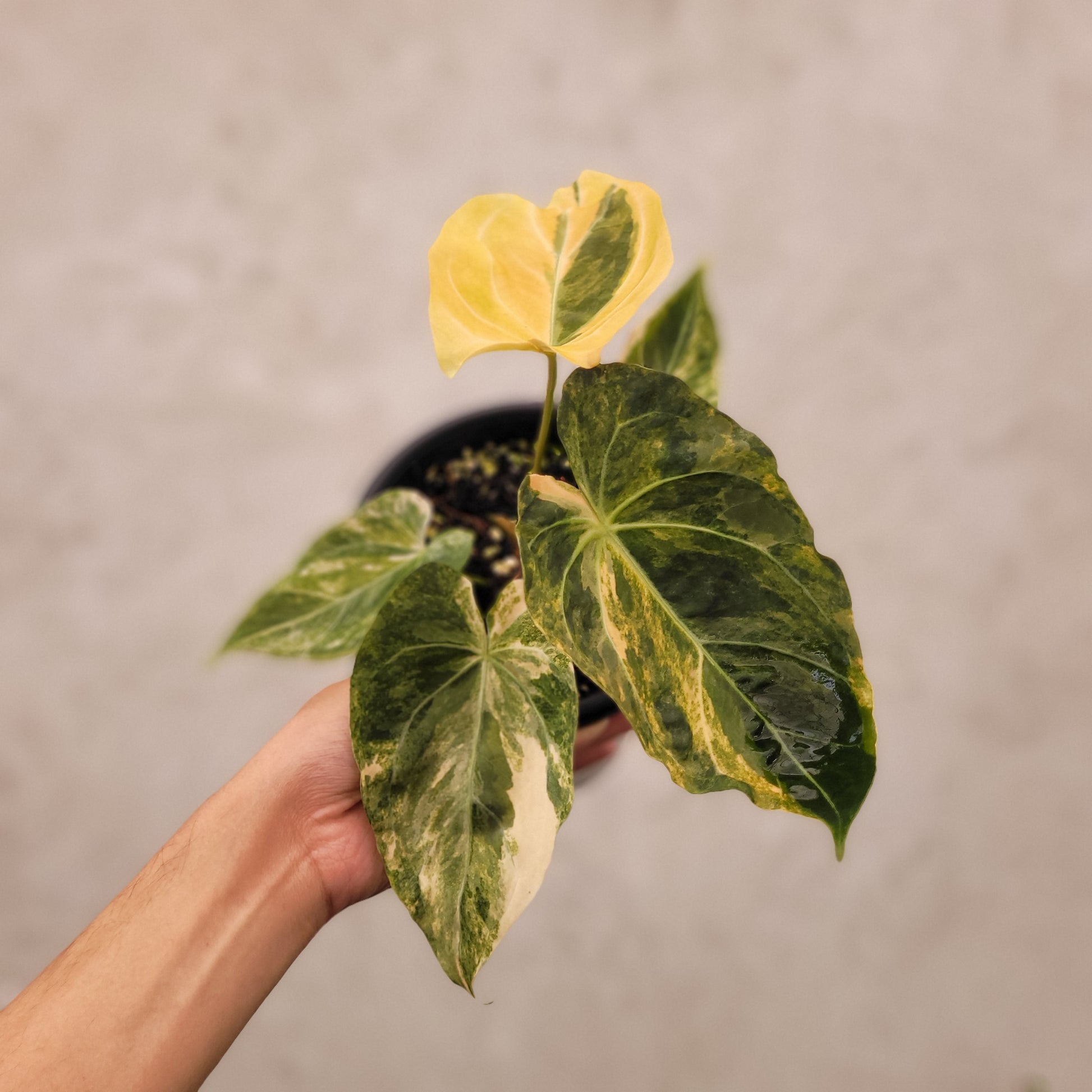 Anthurium Papillilaminum x KOS - Indonesian Rare Plants