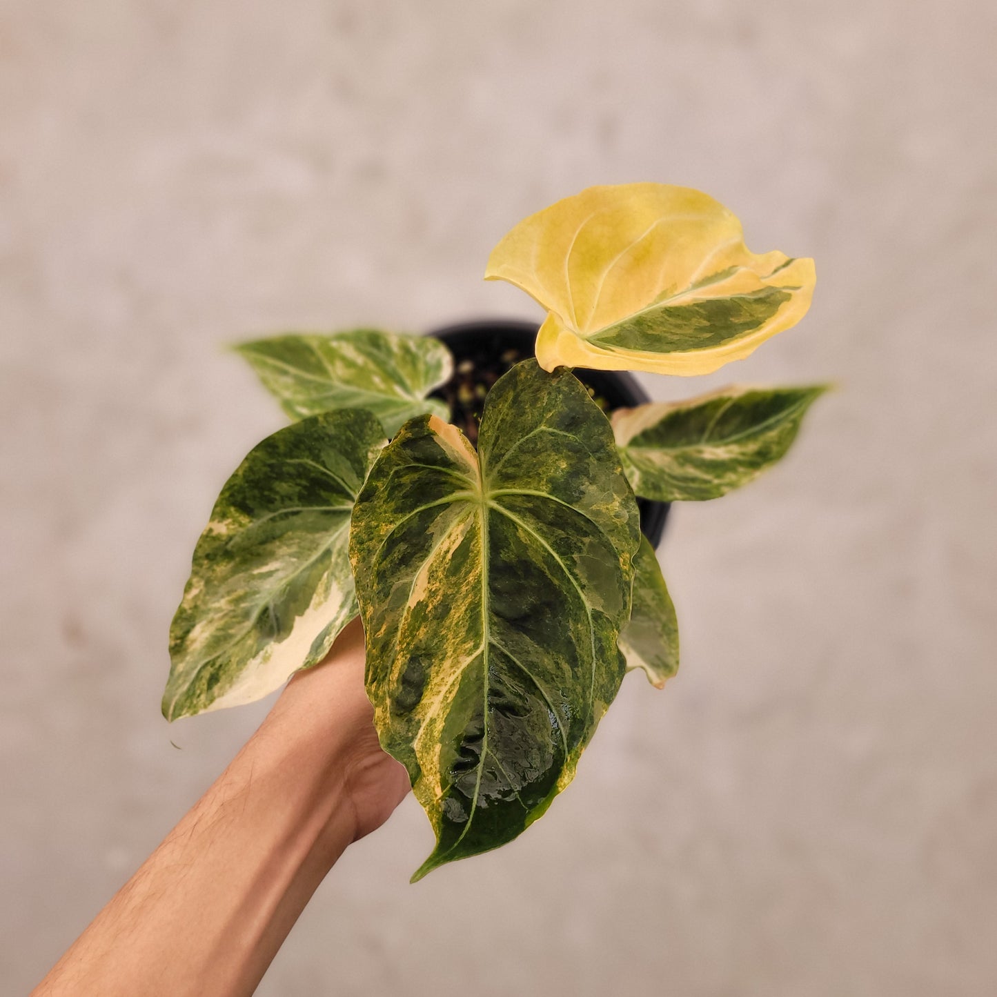 Anthurium Papillilaminum x KOS