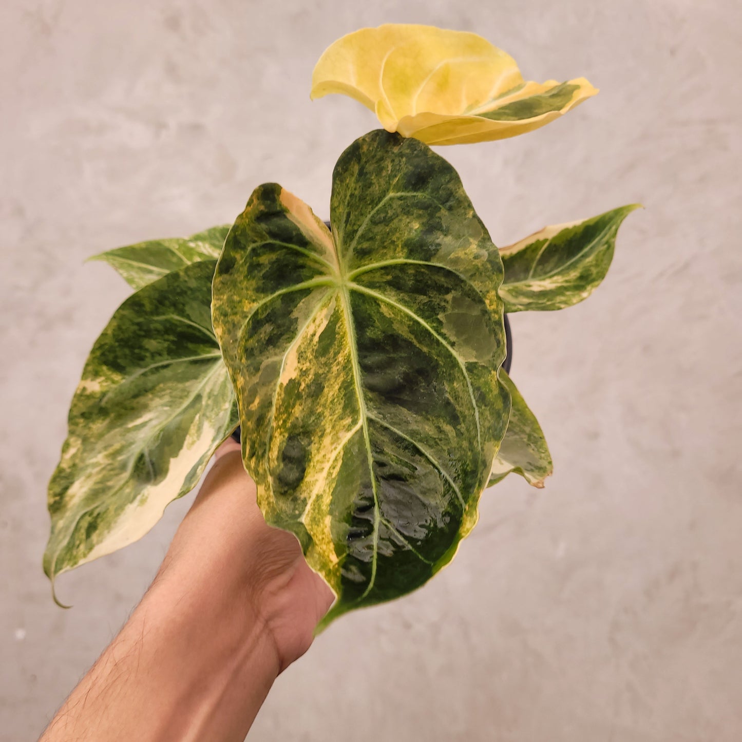Anthurium Papillilaminum x KOS