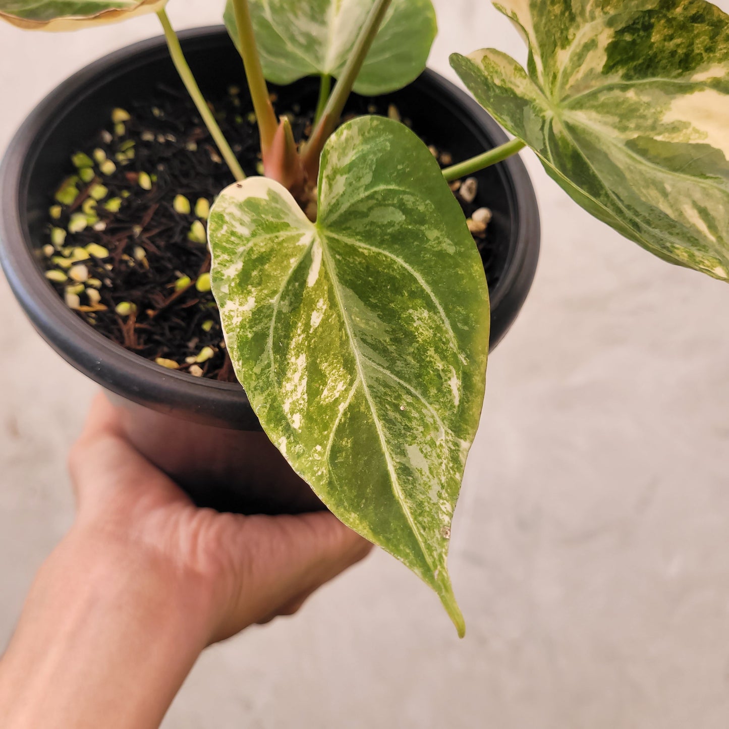 Anthurium Papillilaminum x KOS