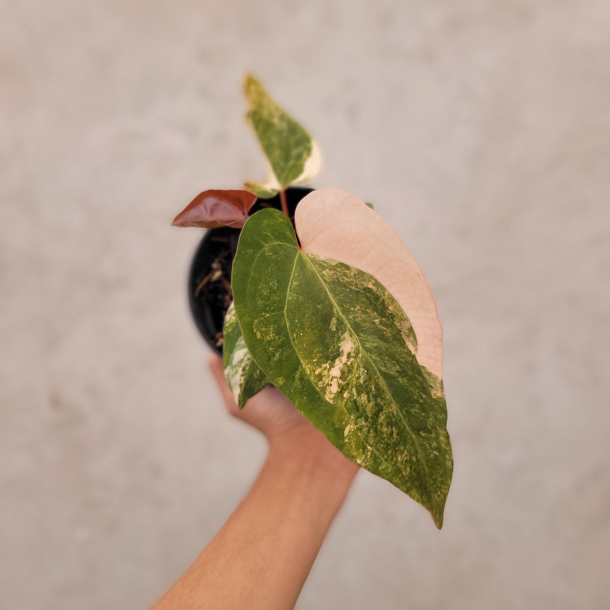 Anthurium Megatron x AOS Dark Form - Indonesian Rare Plants