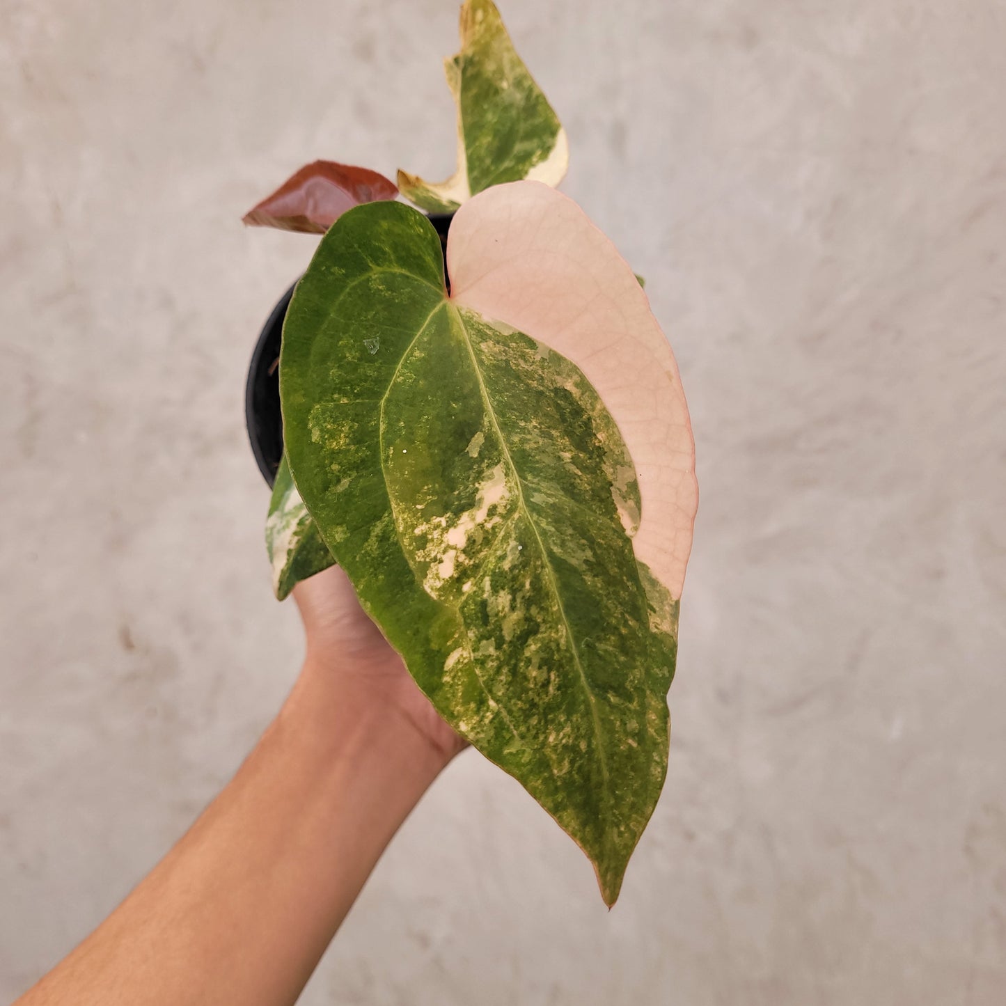 Anthurium Megatron x AOS Dark Form