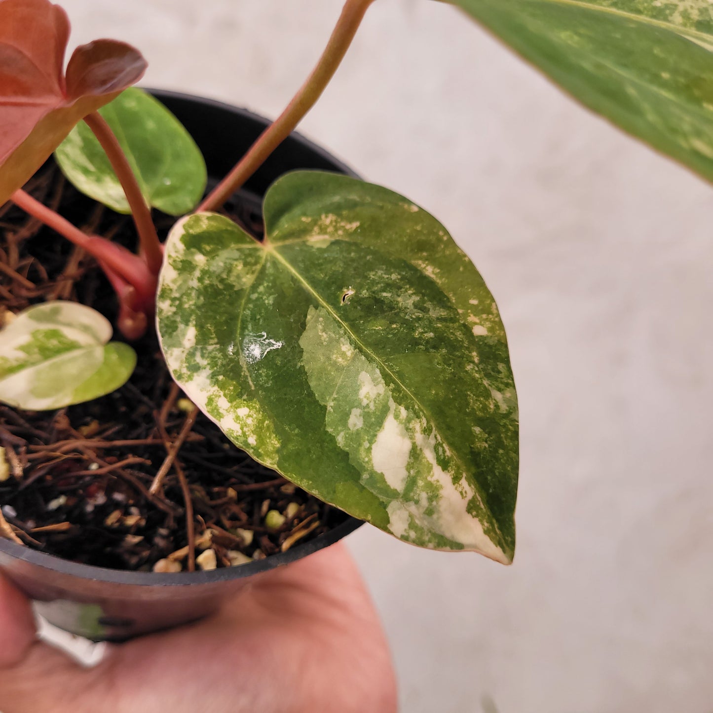 Anthurium Megatron x AOS Dark Form