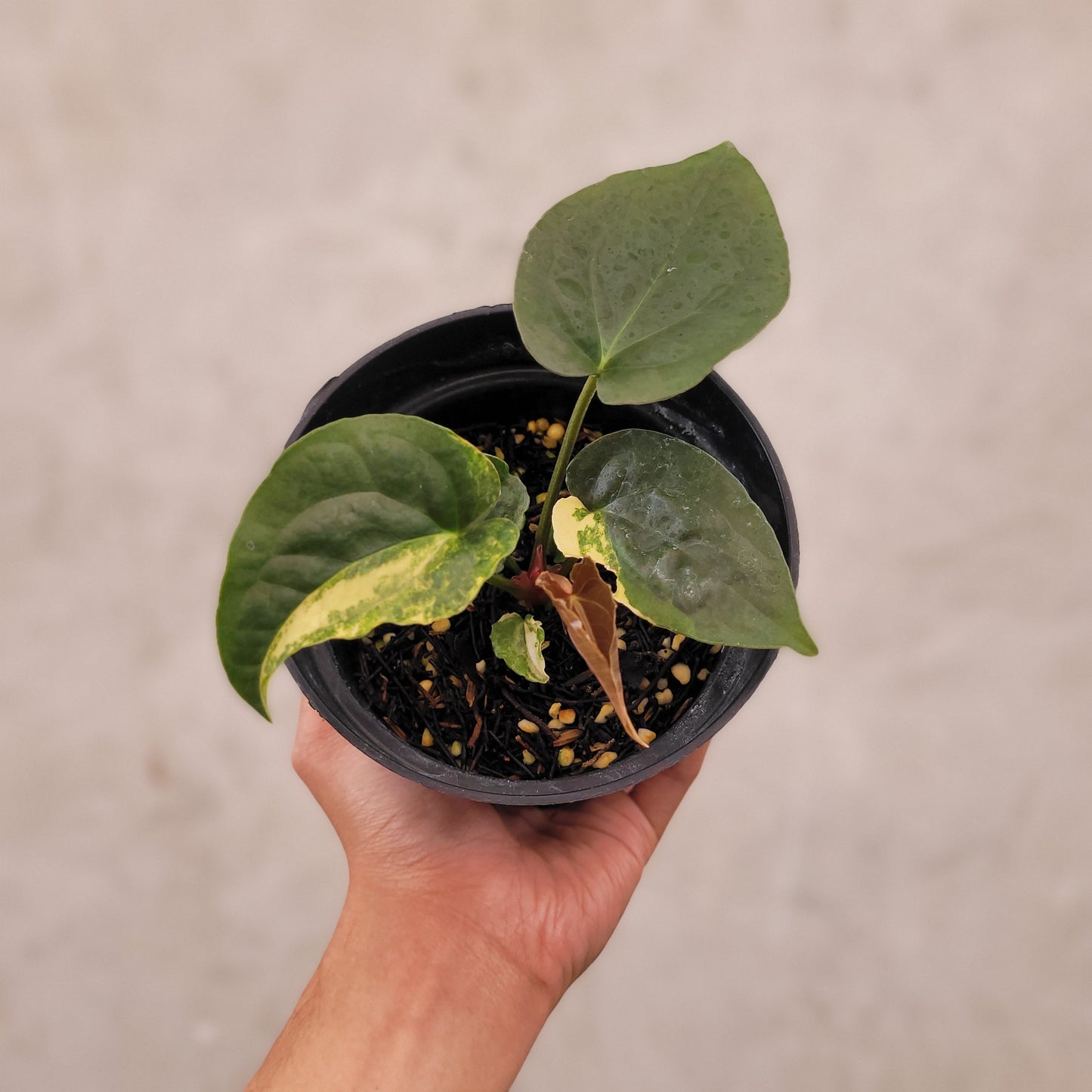 Anthurium Papillilaminum x Luxurians Variegated - Indonesian Rare Plants