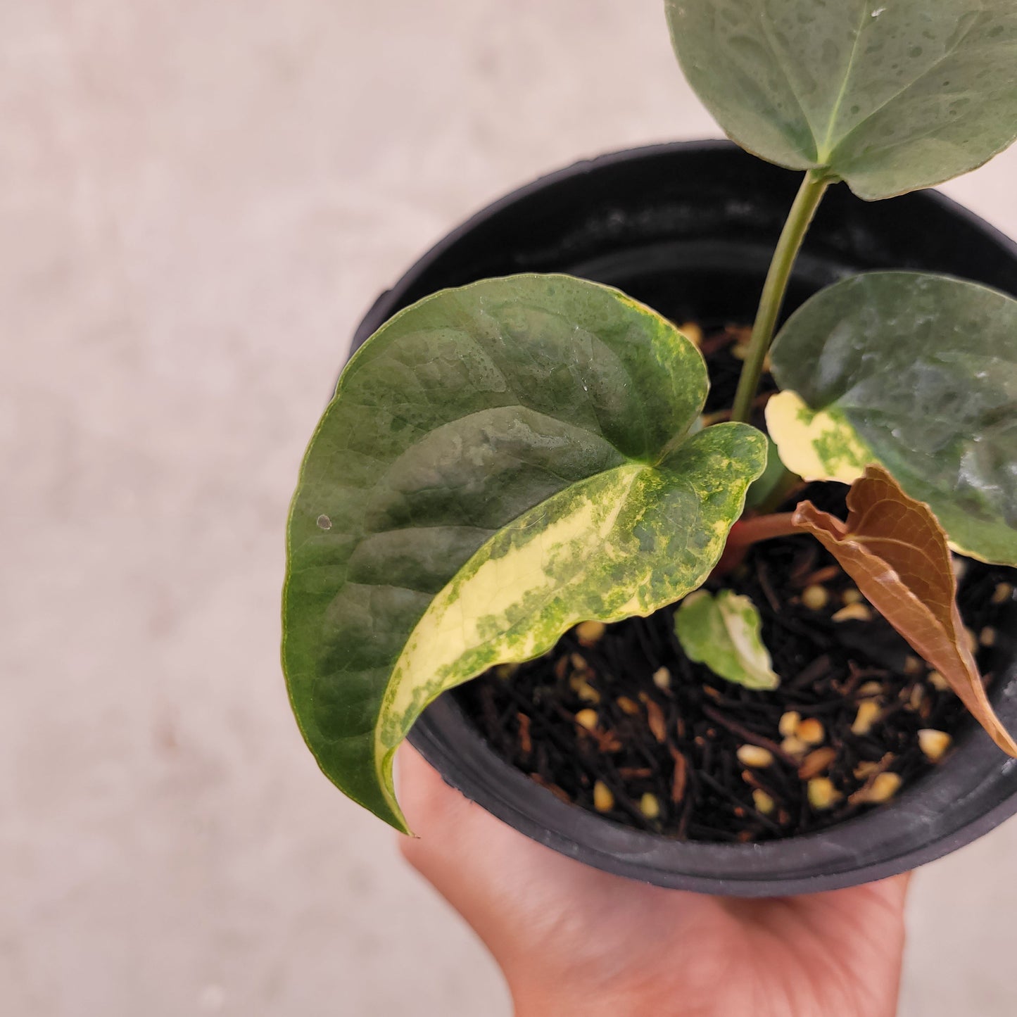 Anthurium Papillilaminum x Luxurians Variegated