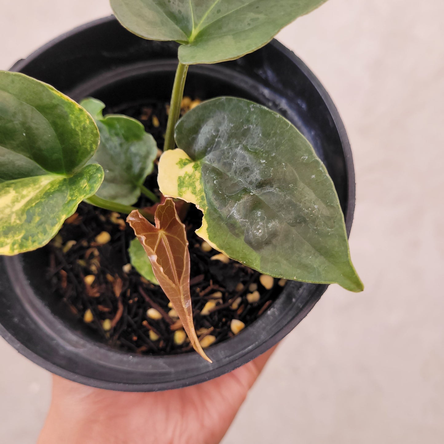 Anthurium Papillilaminum x Luxurians Variegated
