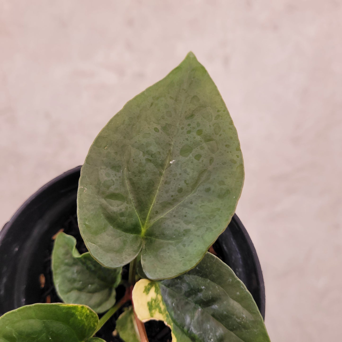 Anthurium Papillilaminum x Luxurians Variegated