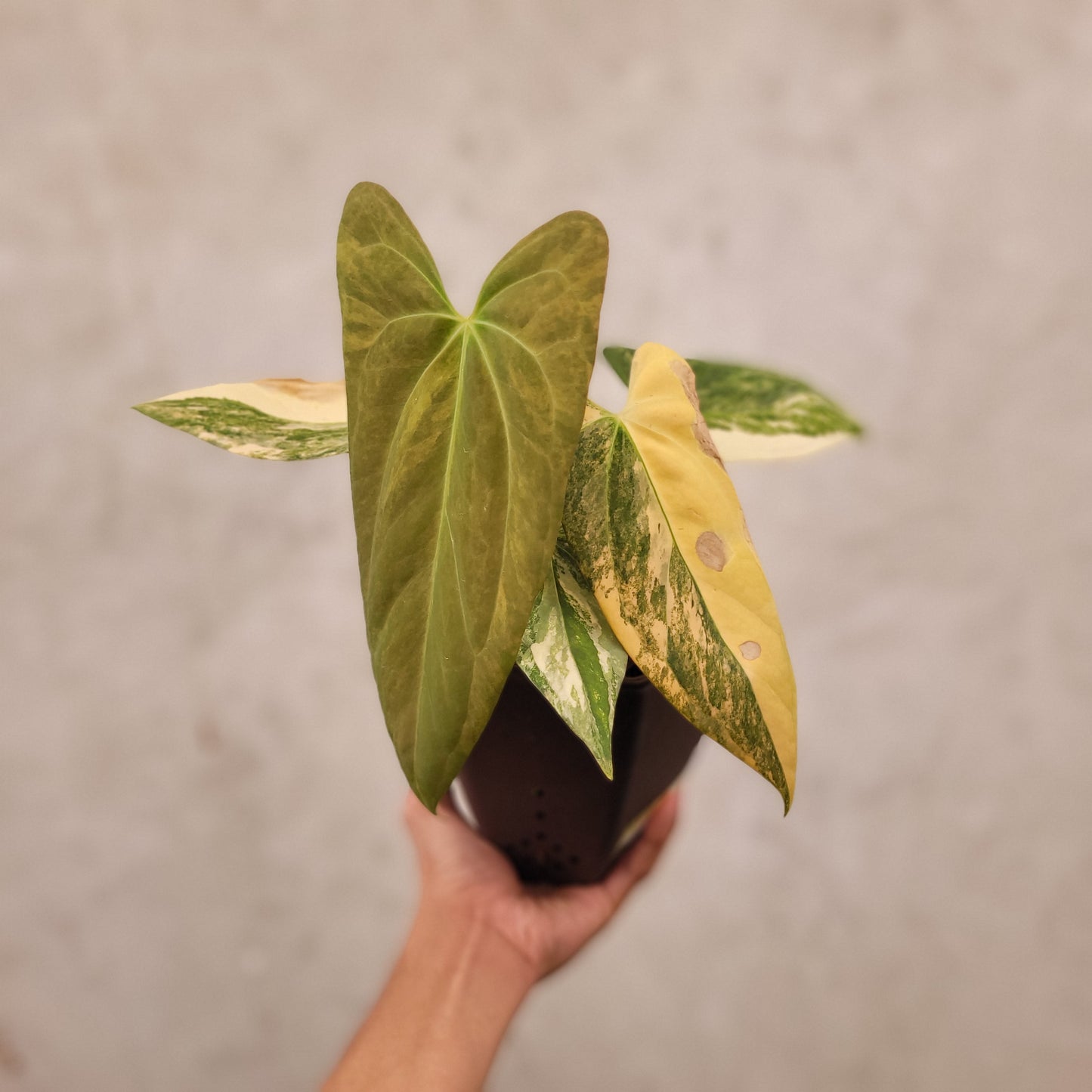 Anthurium Papillilaminum x Portillae Variegated