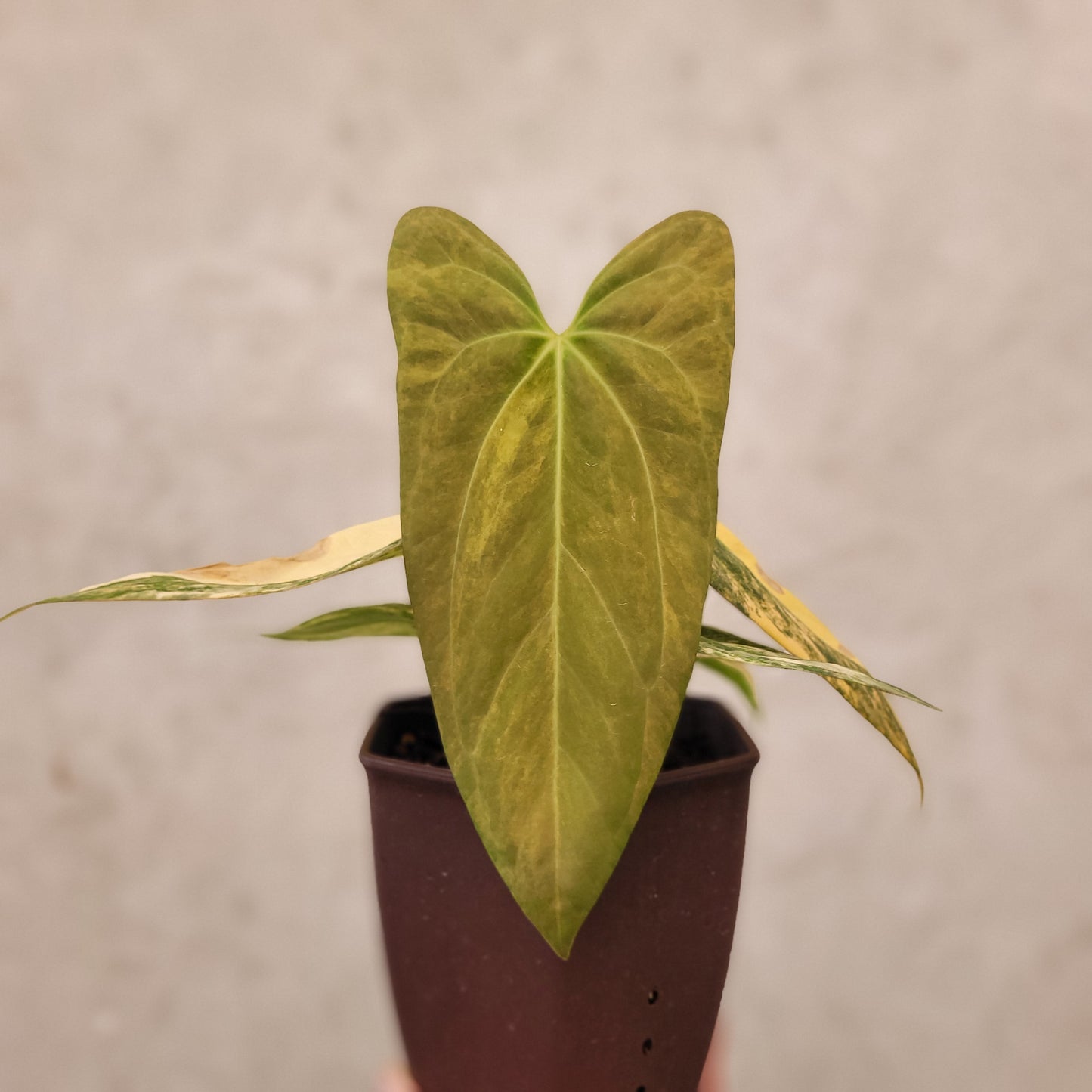 Anthurium Papillilaminum x Portillae Variegated