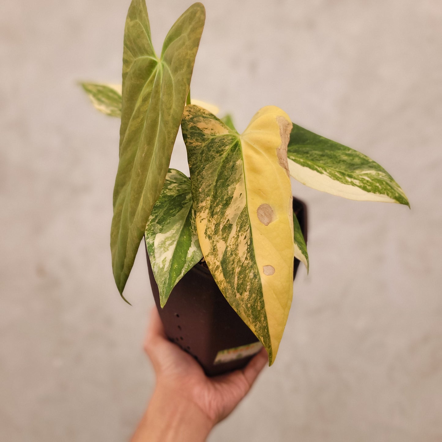 Anthurium Papillilaminum x Portillae Variegated - Indonesian Rare Plants