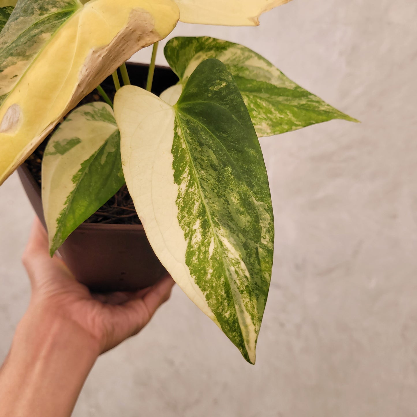 Anthurium Papillilaminum x Portillae Variegated