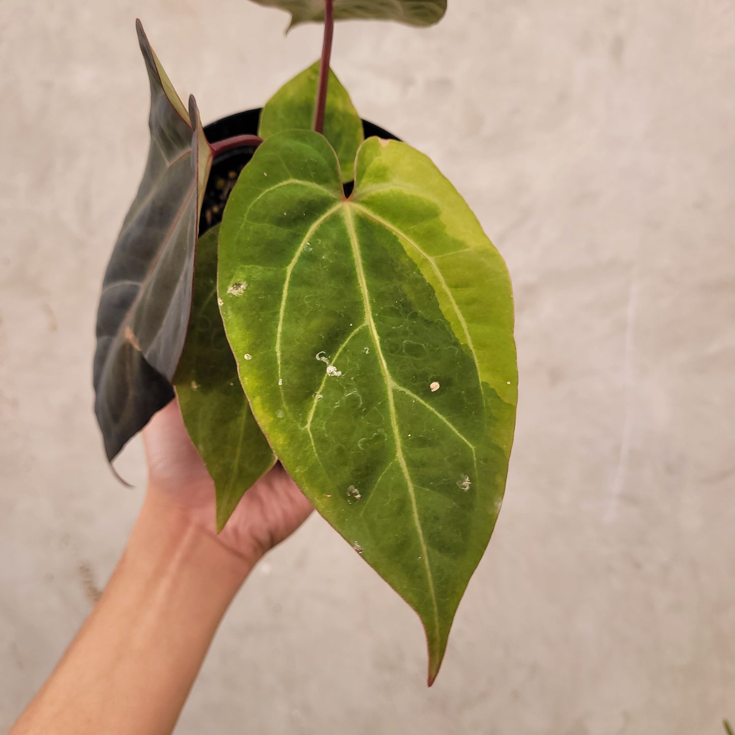 Anthurium Papillilaminum BVIT x Zara Michelle Variegated - Indonesian Rare Plants