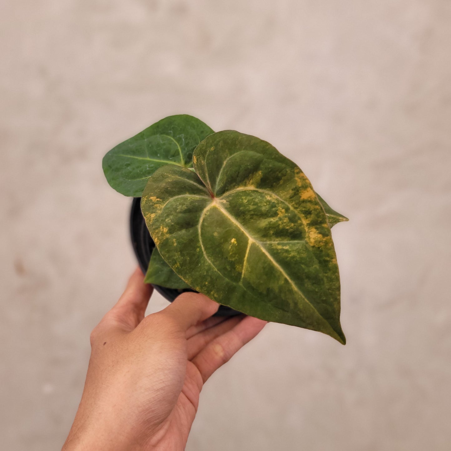 Anthurium Papilillaminum Varieagated x Luxurians - Indonesian Rare Plants