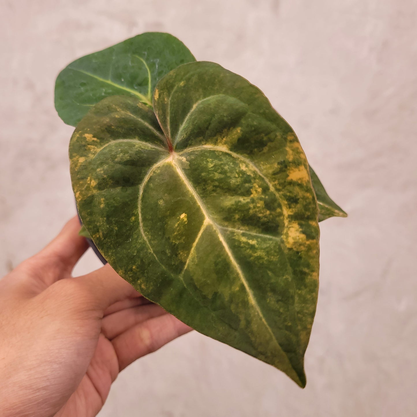 Anthurium Papilillaminum Varieagated x Luxurians