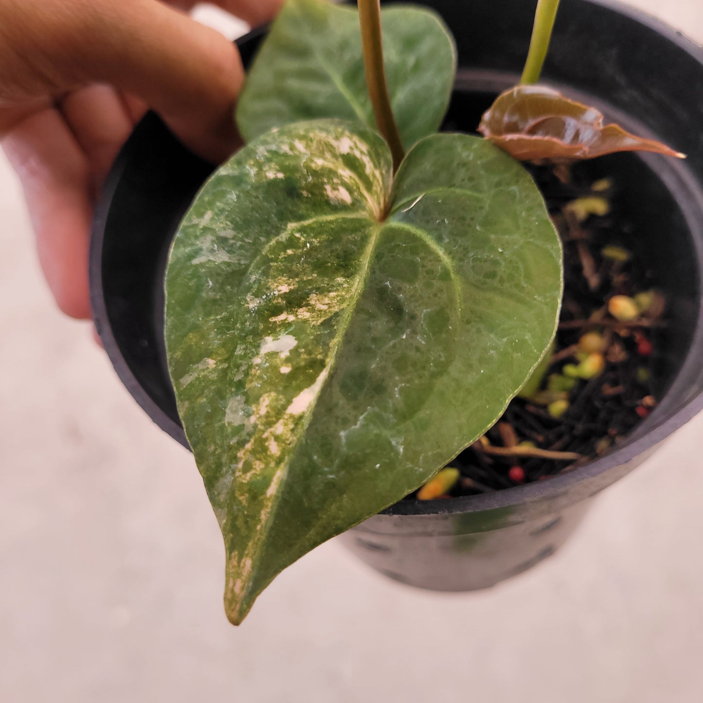 Anthurium Papilillaminum Varieagated x Luxurians